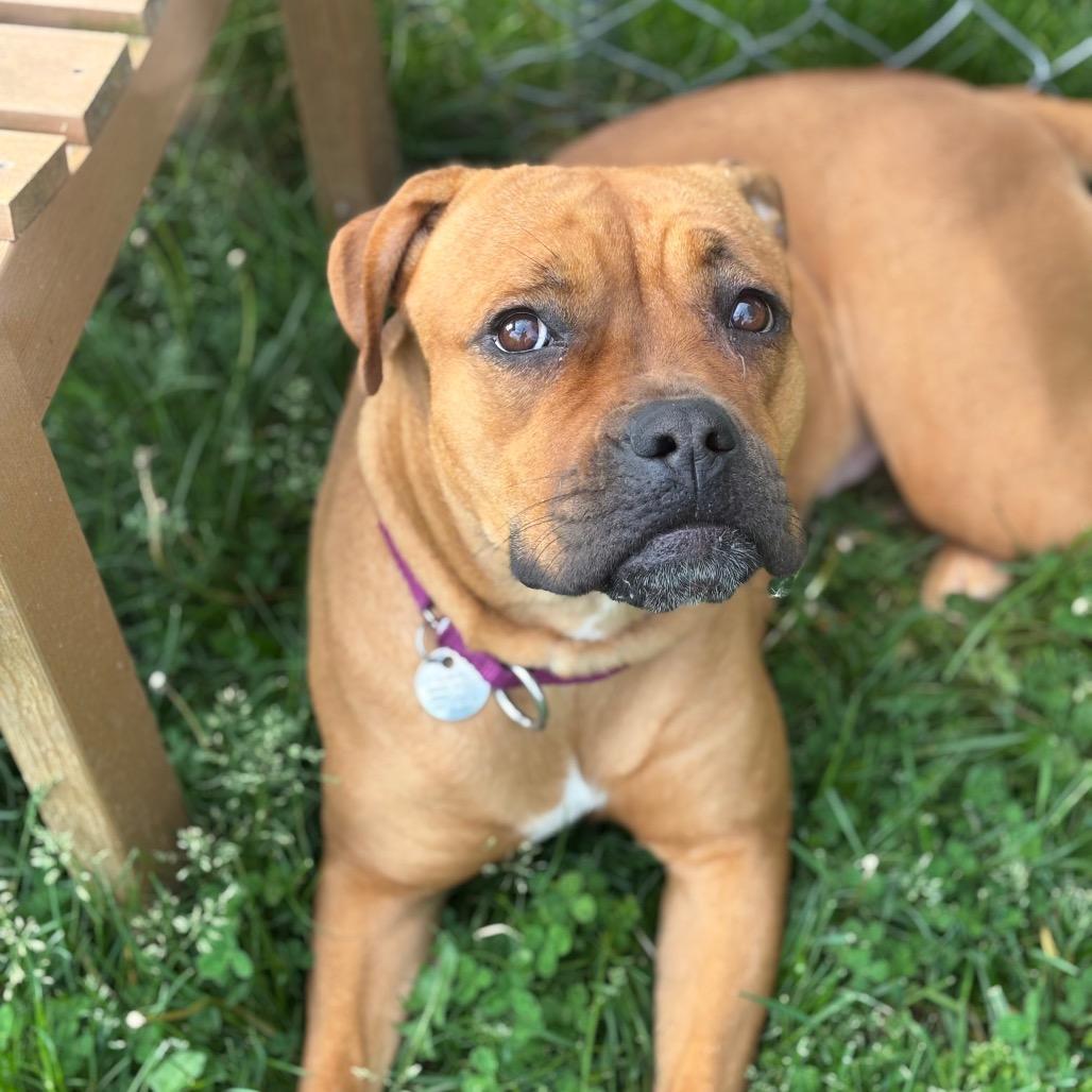 Bailey, Adoptable, Adult Female Boxer & Mixed Breed.