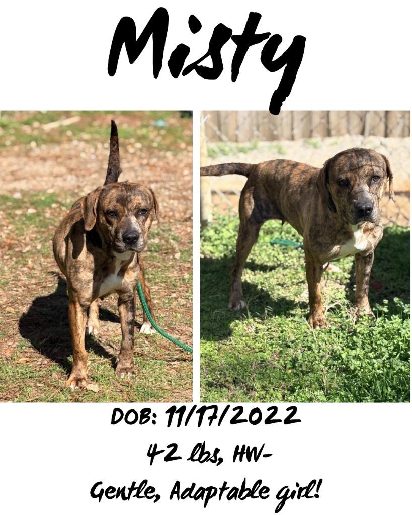 Misty, Adoptable, Adult Female Plott Hound & Mixed Breed.