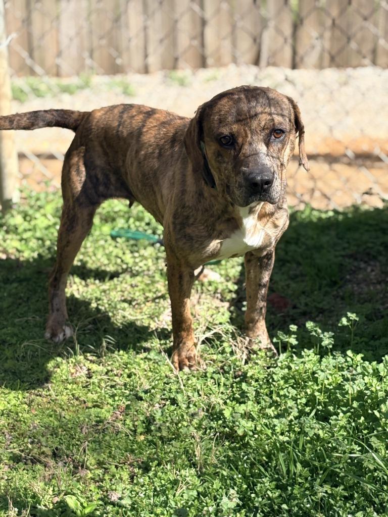 Enlarge Misty, a Adoptable mixed breed in Albany, GA image 2/4