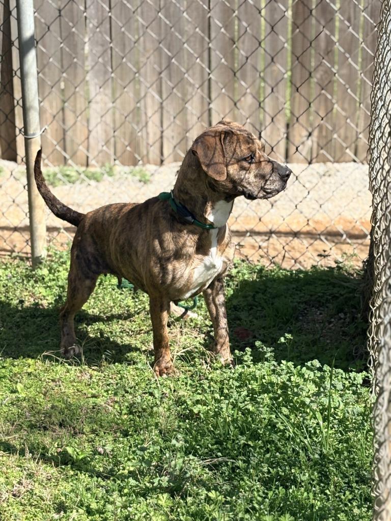 Enlarge Misty, a Adoptable mixed breed in Albany, GA image 3/4