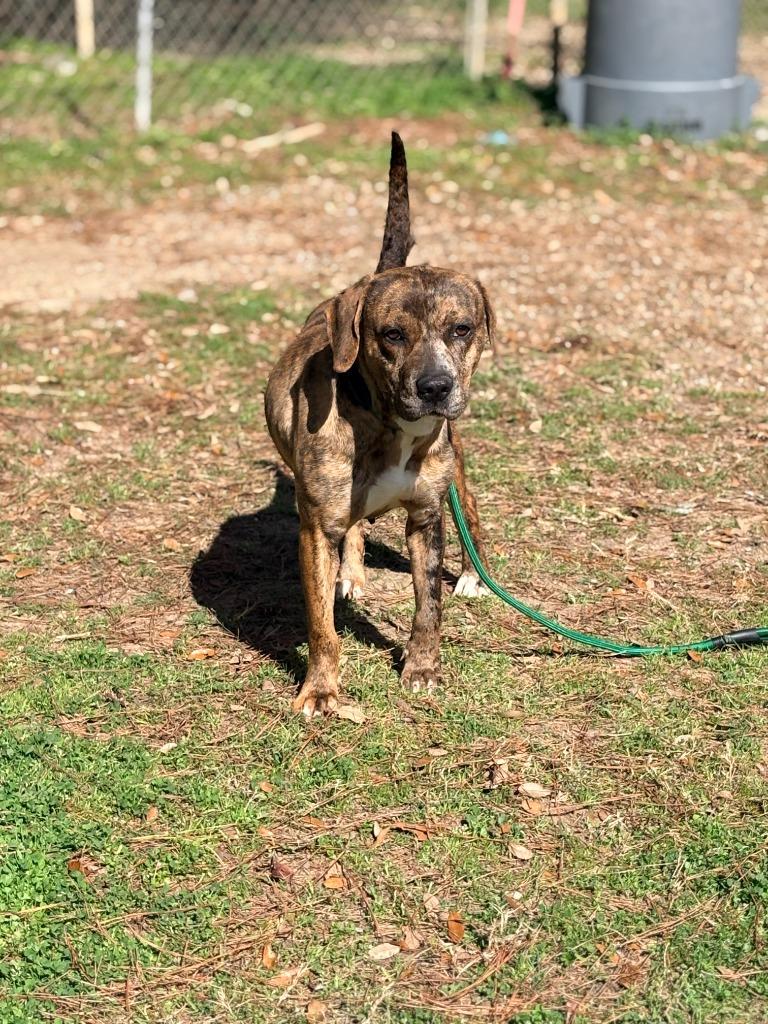 Enlarge Misty, a Adoptable mixed breed in Albany, GA image 4/4