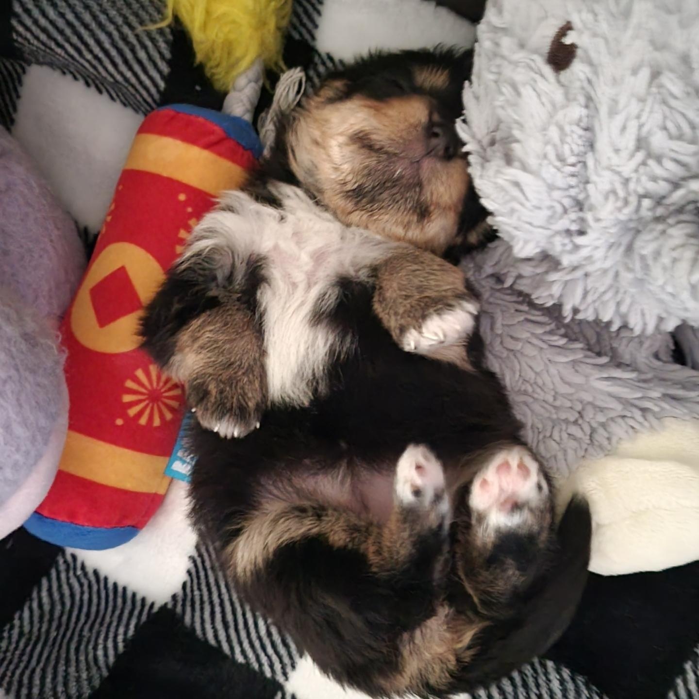 May (Available May 14th), adopted, Puppy Female Chihuahua.