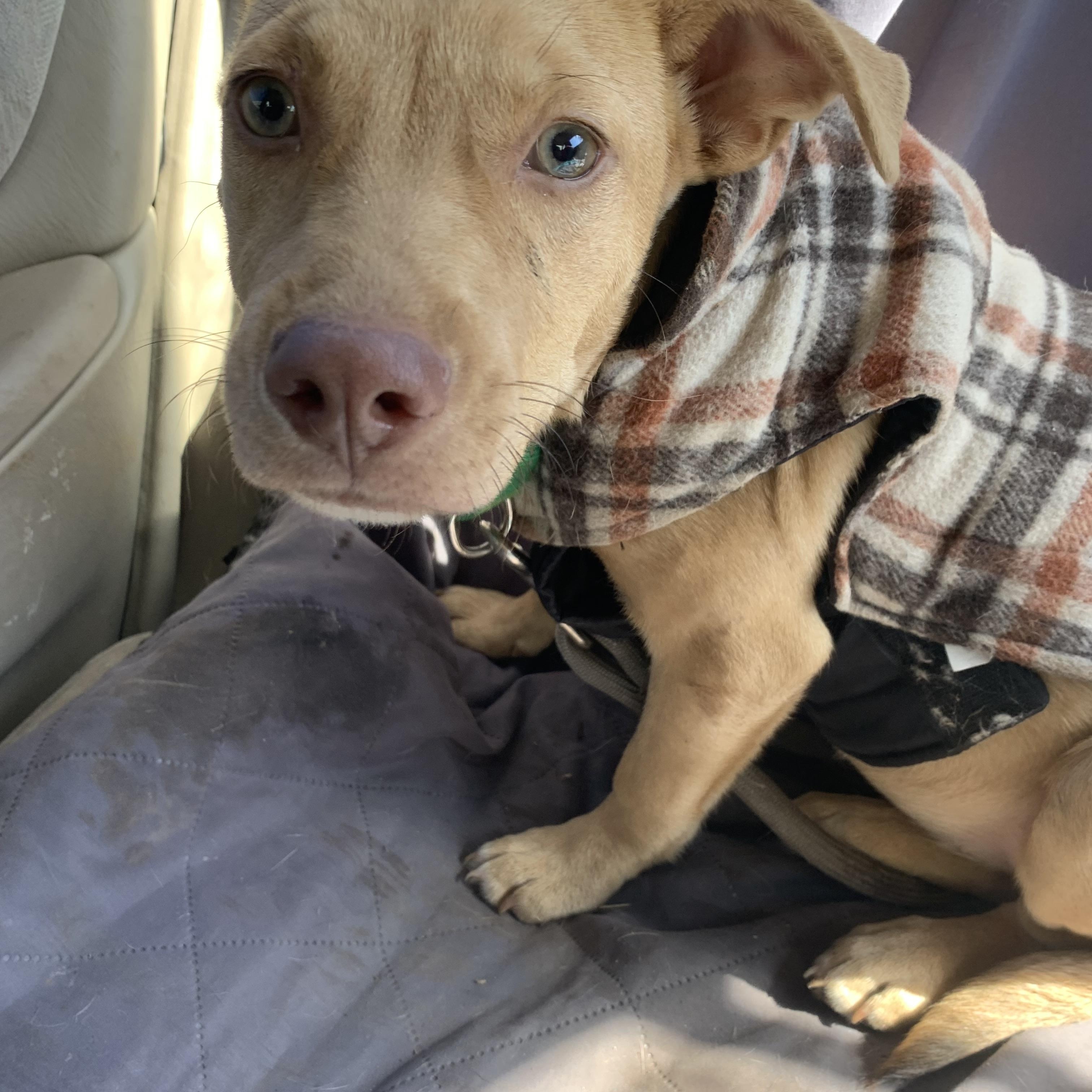 Enlarge Karen, a ADOPTABLE mixed breed in Beeville, TX image 2/2