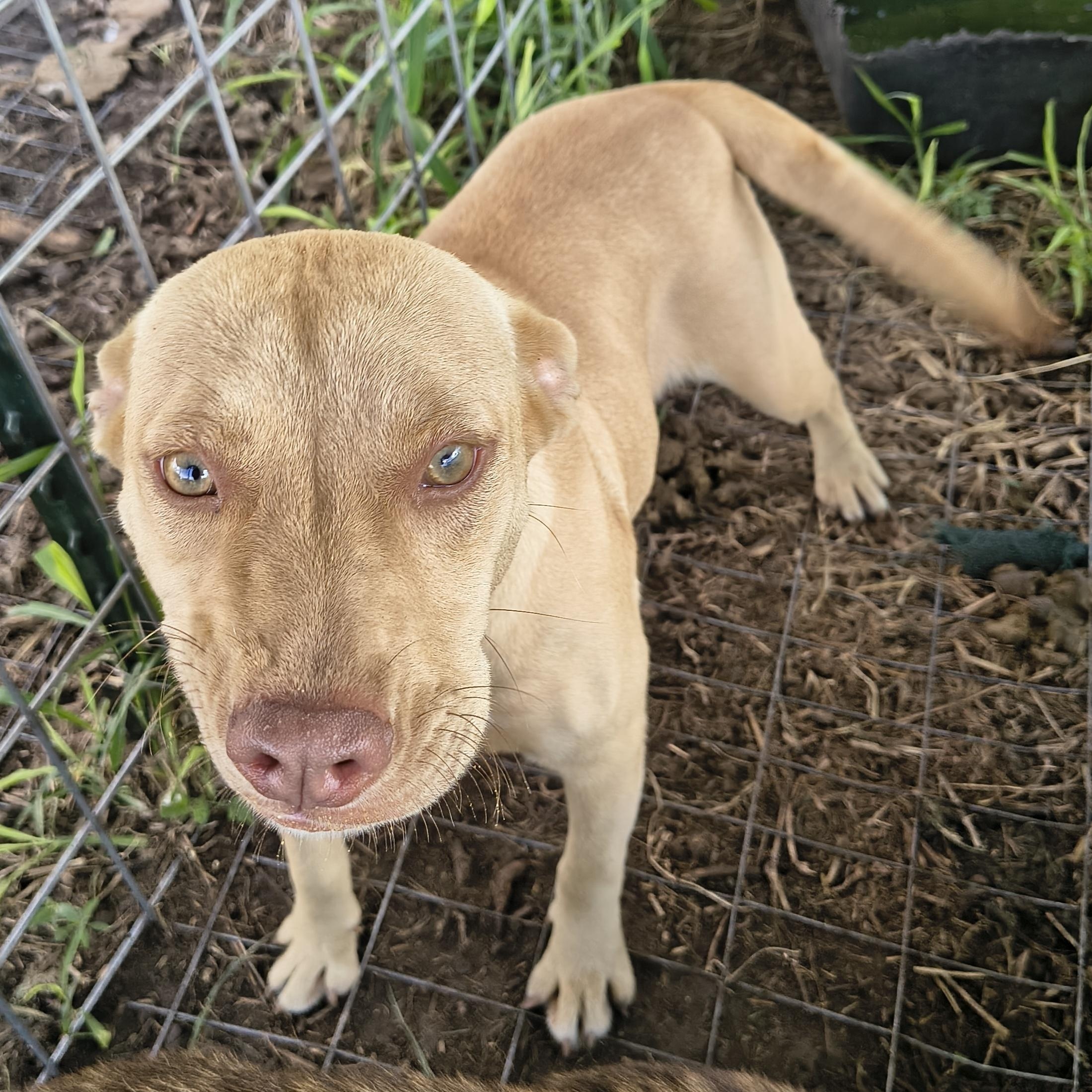 Karen, ADOPTABLE, Young Female Terrier.