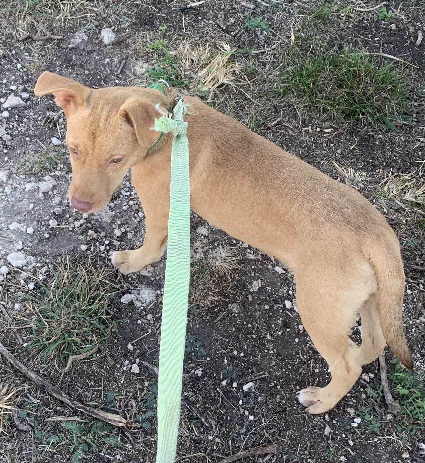 Enlarge Karen, a ADOPTABLE mixed breed in Beeville, TX image 2/3