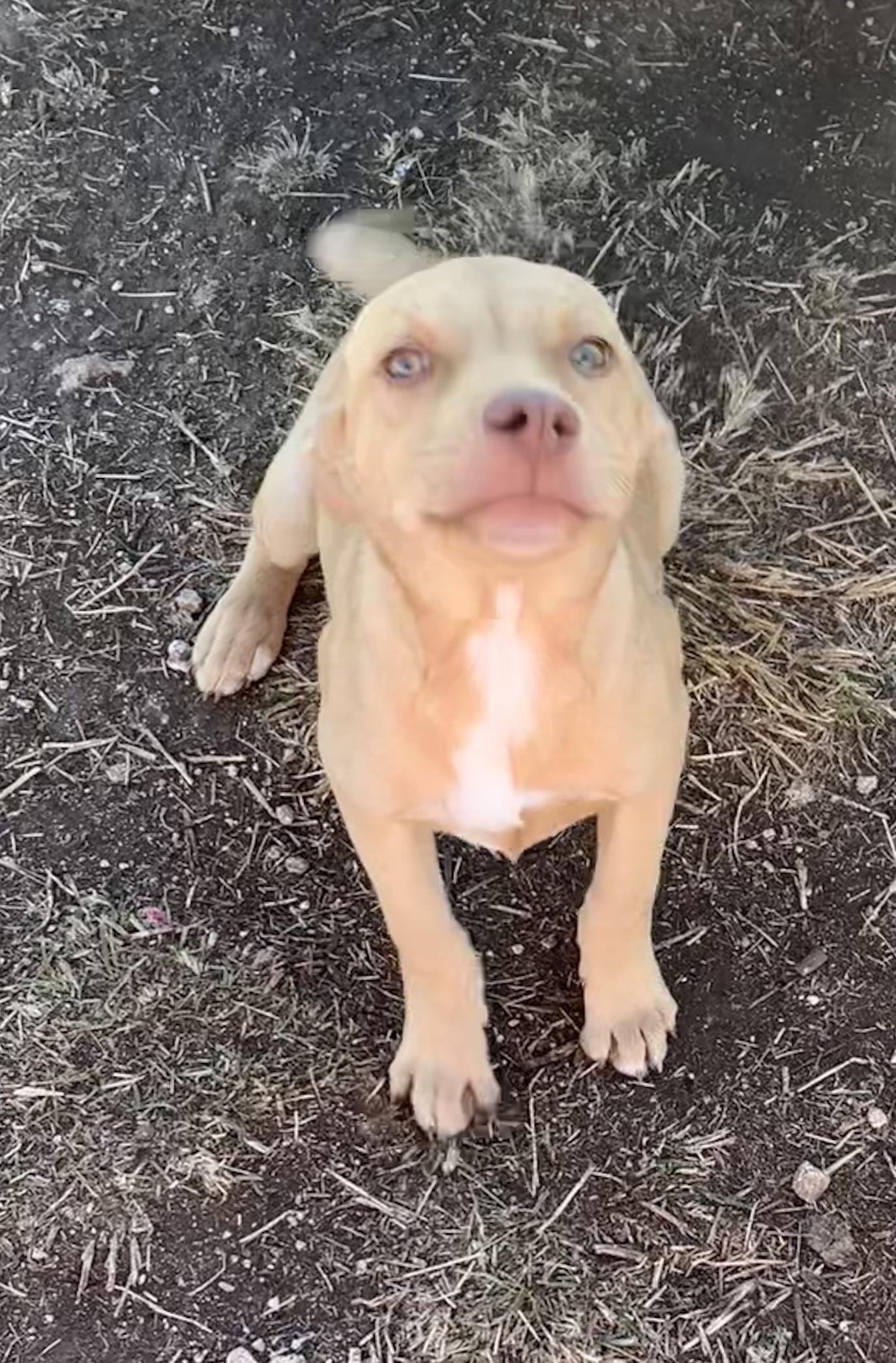 Karen, ADOPTABLE, Young Female Terrier.