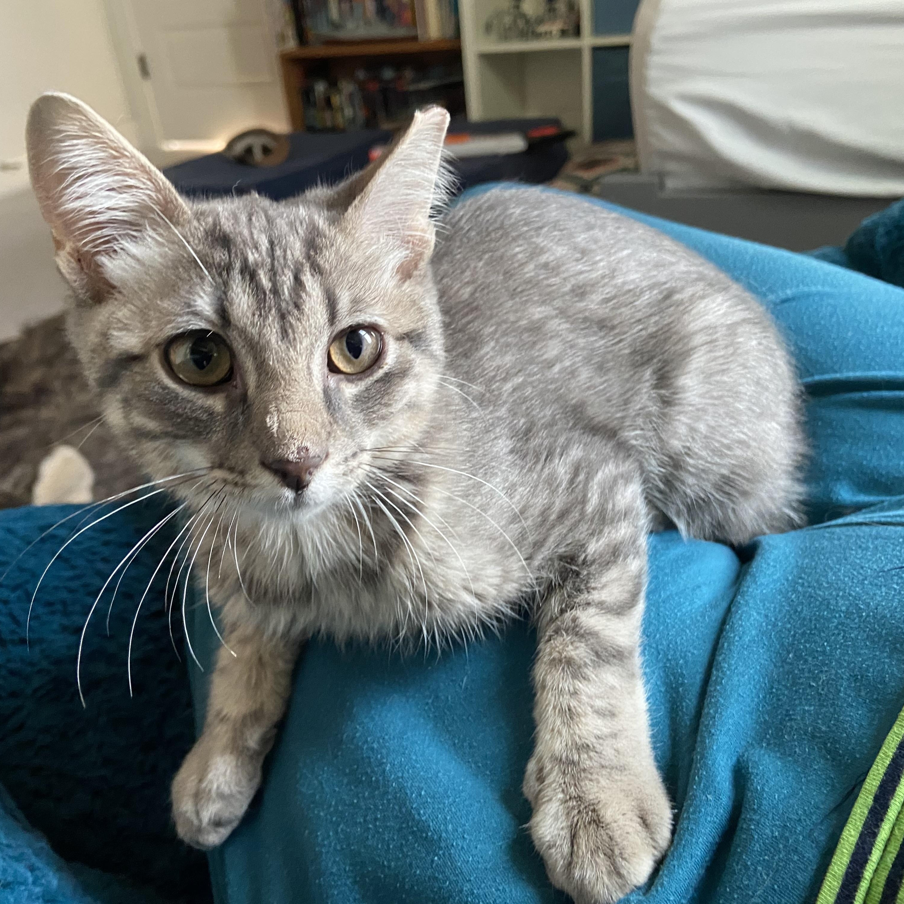 Sunspot, an adoptable Domestic Short Hair in Austin, TX image 5/6