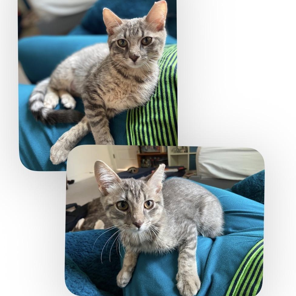 Sunspot, an adoptable Domestic Short Hair in Austin, TX image 4/6