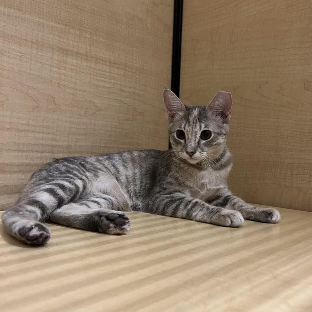 Enlarge Sunspot - sweet and friendly, a Adopted Domestic Short Hair in Austin, TX image 2/6