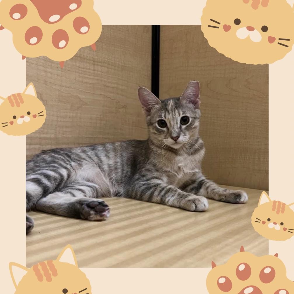 Enlarge Sunspot - sweet and friendly, a Adopted Domestic Short Hair in Austin, TX image 1/6