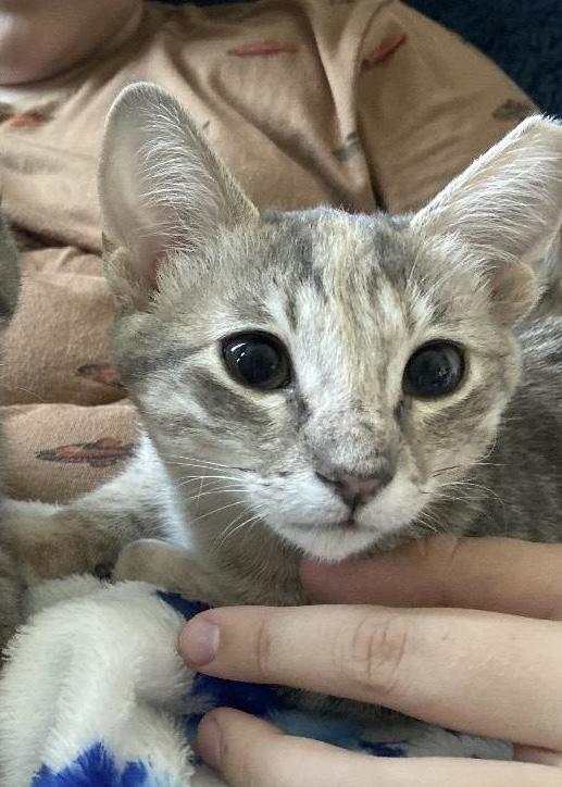 Enlarge Sunspot - sweet and friendly, a Adopted Domestic Short Hair in Austin, TX image 6/6