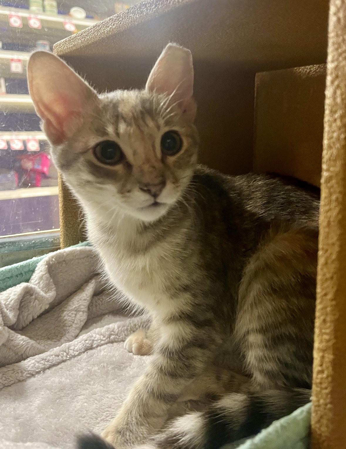 Sunspot, an adoptable Domestic Short Hair in Austin, TX image 1/6