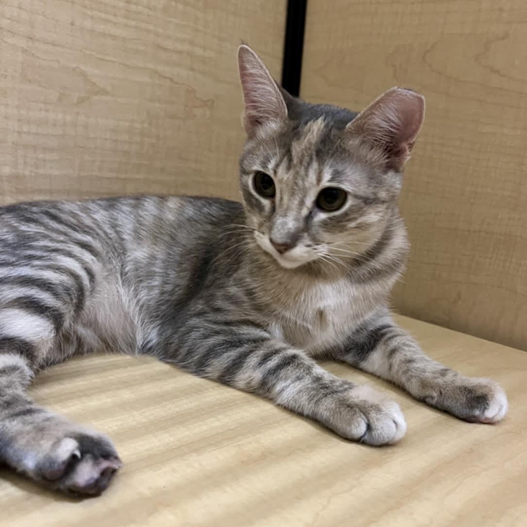 Enlarge Sunspot - sweet and friendly, a Adopted Domestic Short Hair in Austin, TX image 3/6