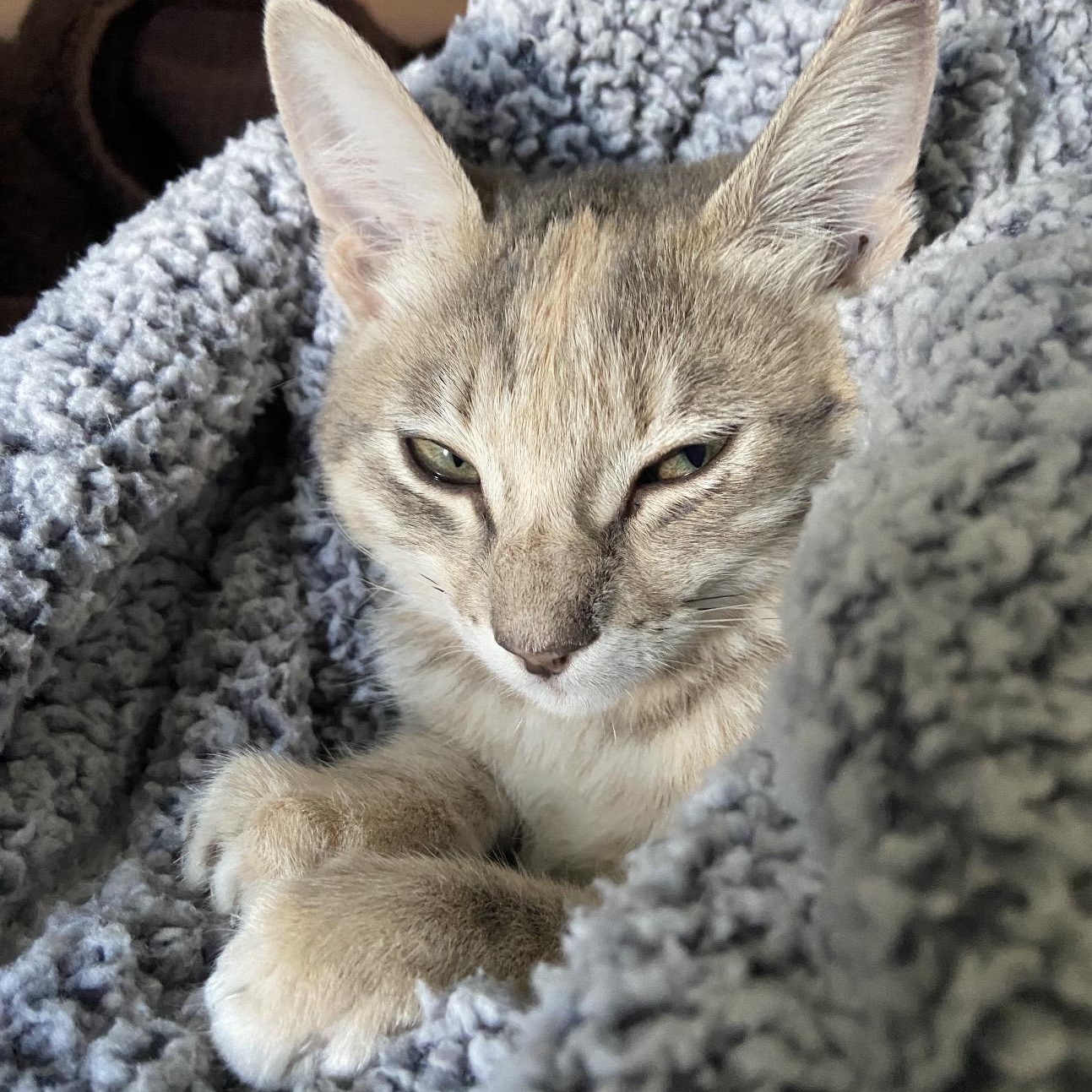 Sunspot, an adoptable Domestic Short Hair in Austin, TX image 2/6