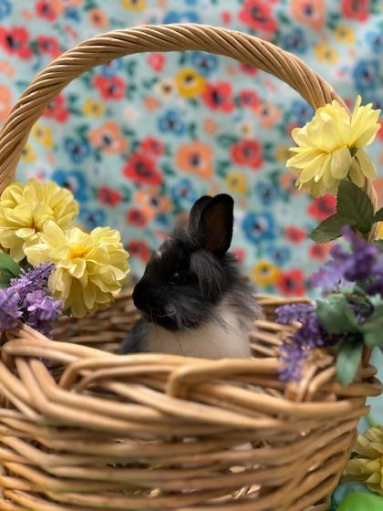 Fern, Adoptable, Baby Male Bunny Rabbit.