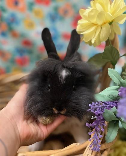Enlarge Fern, a Adoptable Bunny Rabbit in Eugene, OR image 2/3