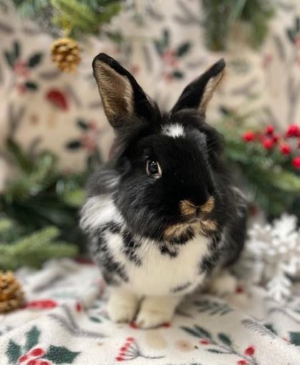 Enlarge Fern, a Adoptable Bunny Rabbit in Eugene, OR image 3/3