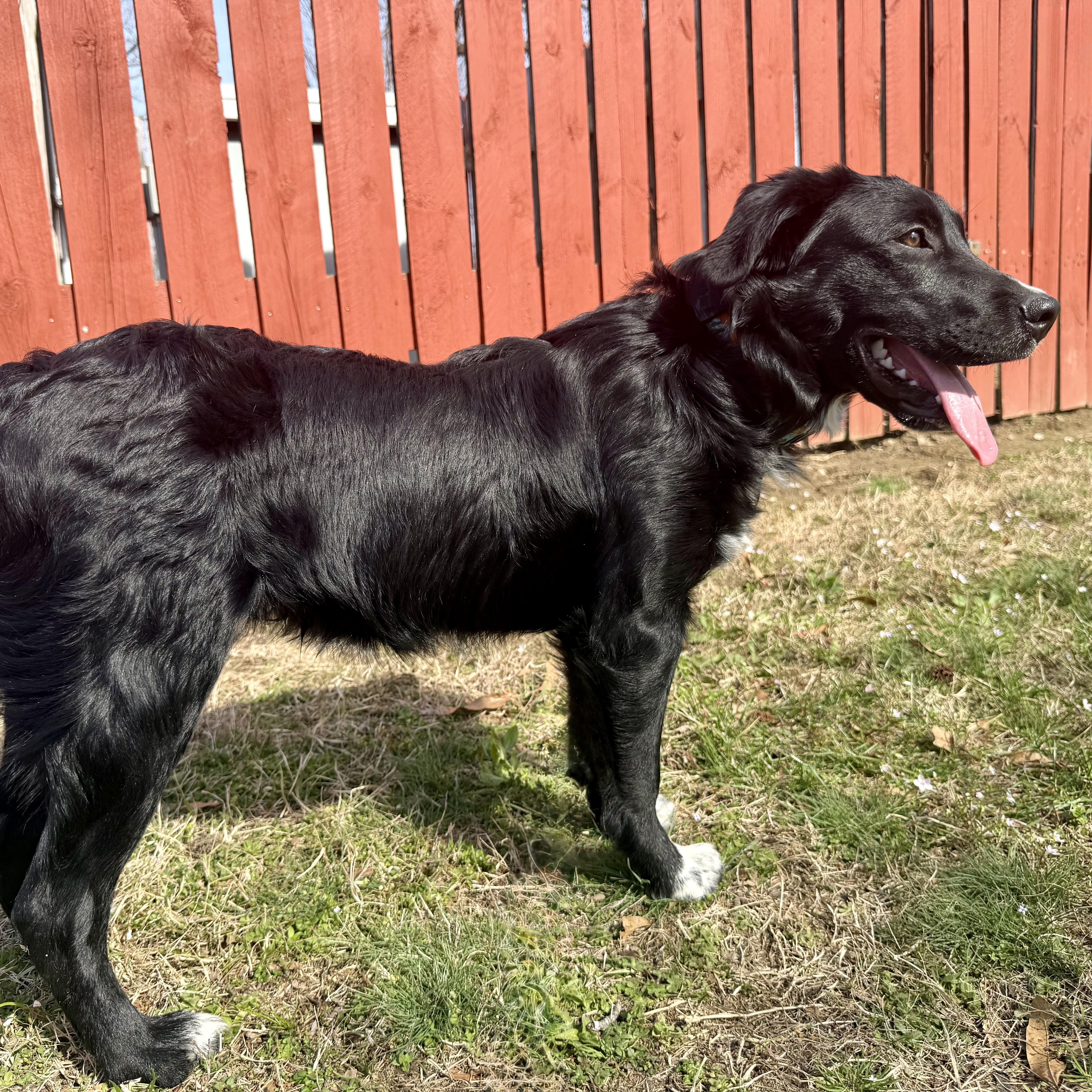 Enlarge Onyx, a ADOPTABLE mixed breed in Murphysboro, IL image 2/6