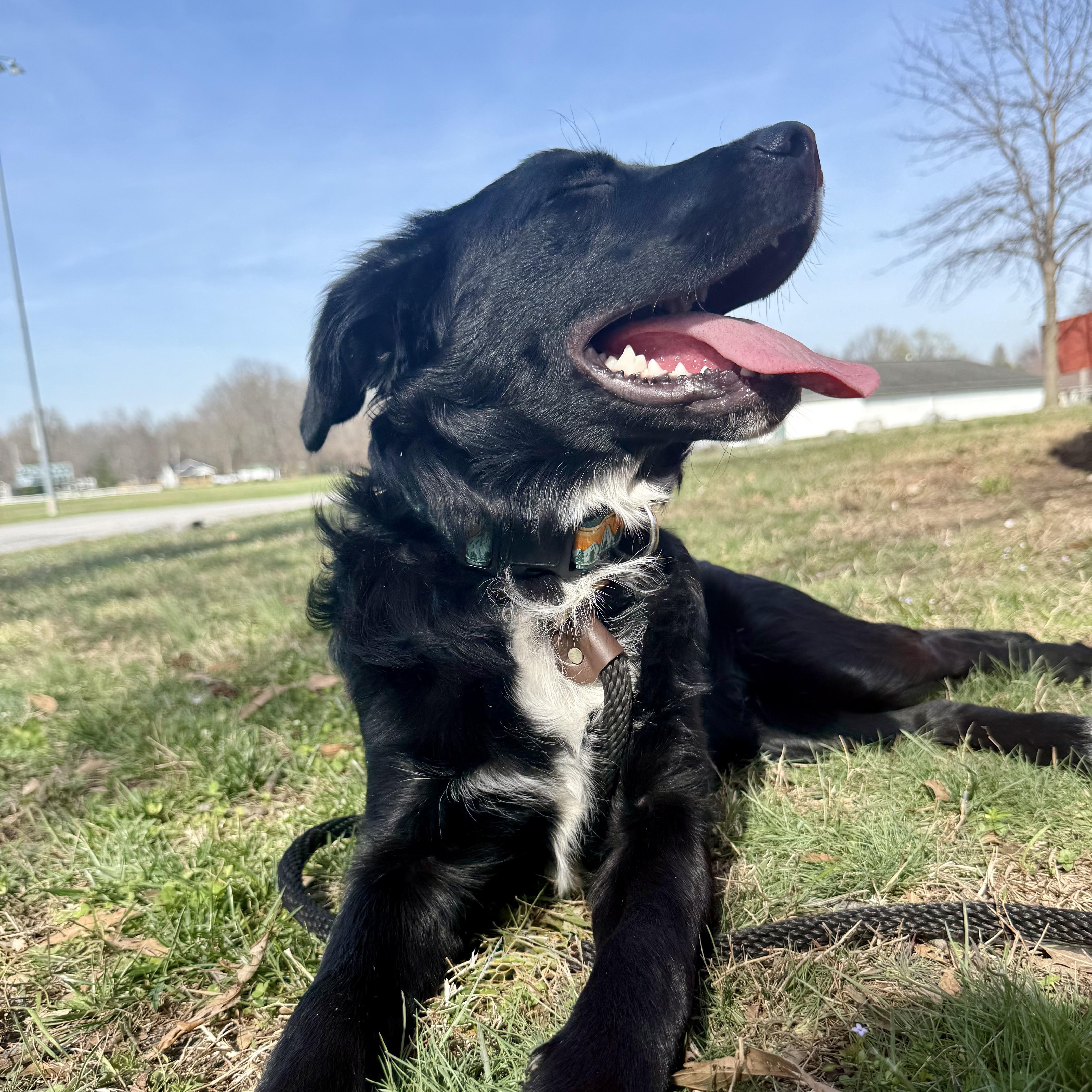 Enlarge Onyx, a ADOPTABLE mixed breed in Murphysboro, IL image 4/6