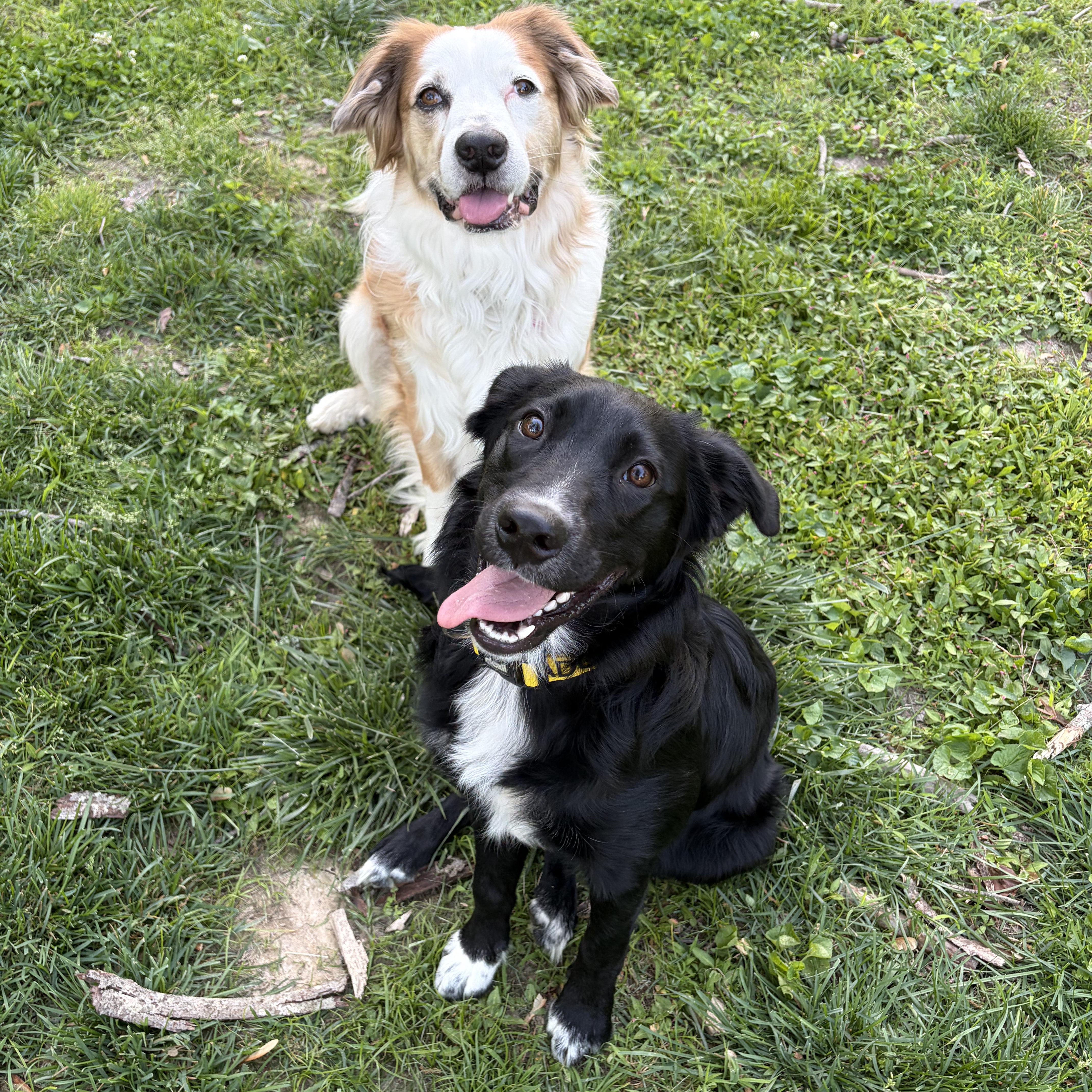 Enlarge Onyx, a ADOPTABLE mixed breed in Murphysboro, IL image 6/6
