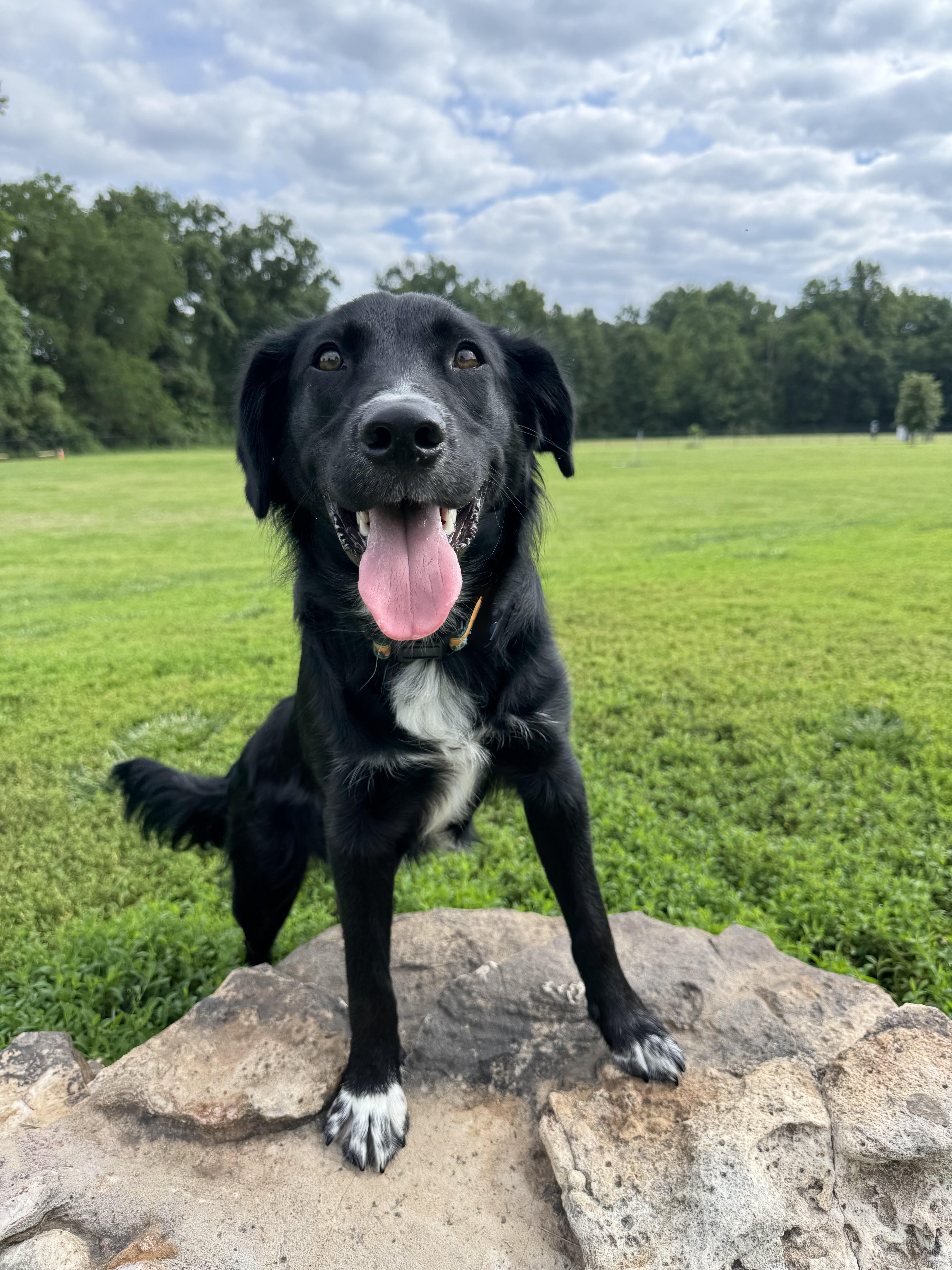 Onyx, ADOPTABLE, Young Male Australian Shepherd & Labrador Retriever.