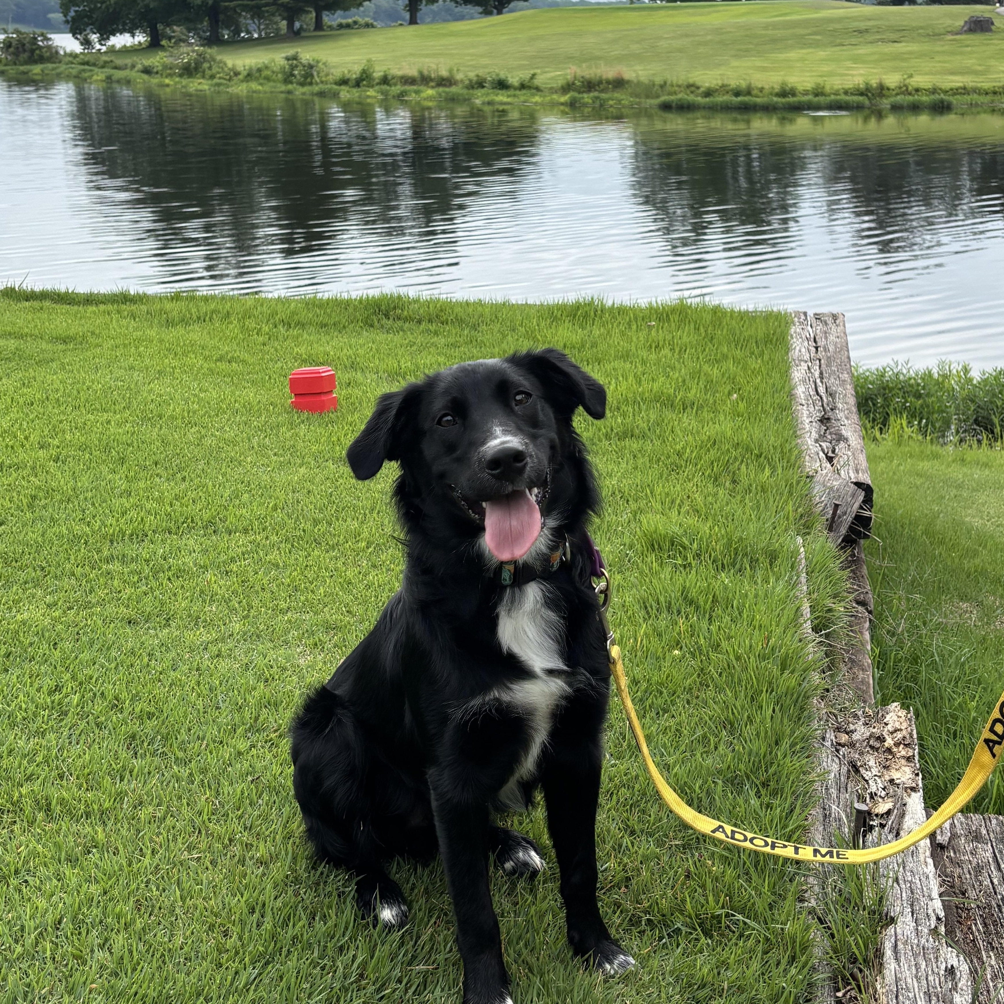 Enlarge Onyx, a ADOPTABLE mixed breed in Murphysboro, IL image 4/6