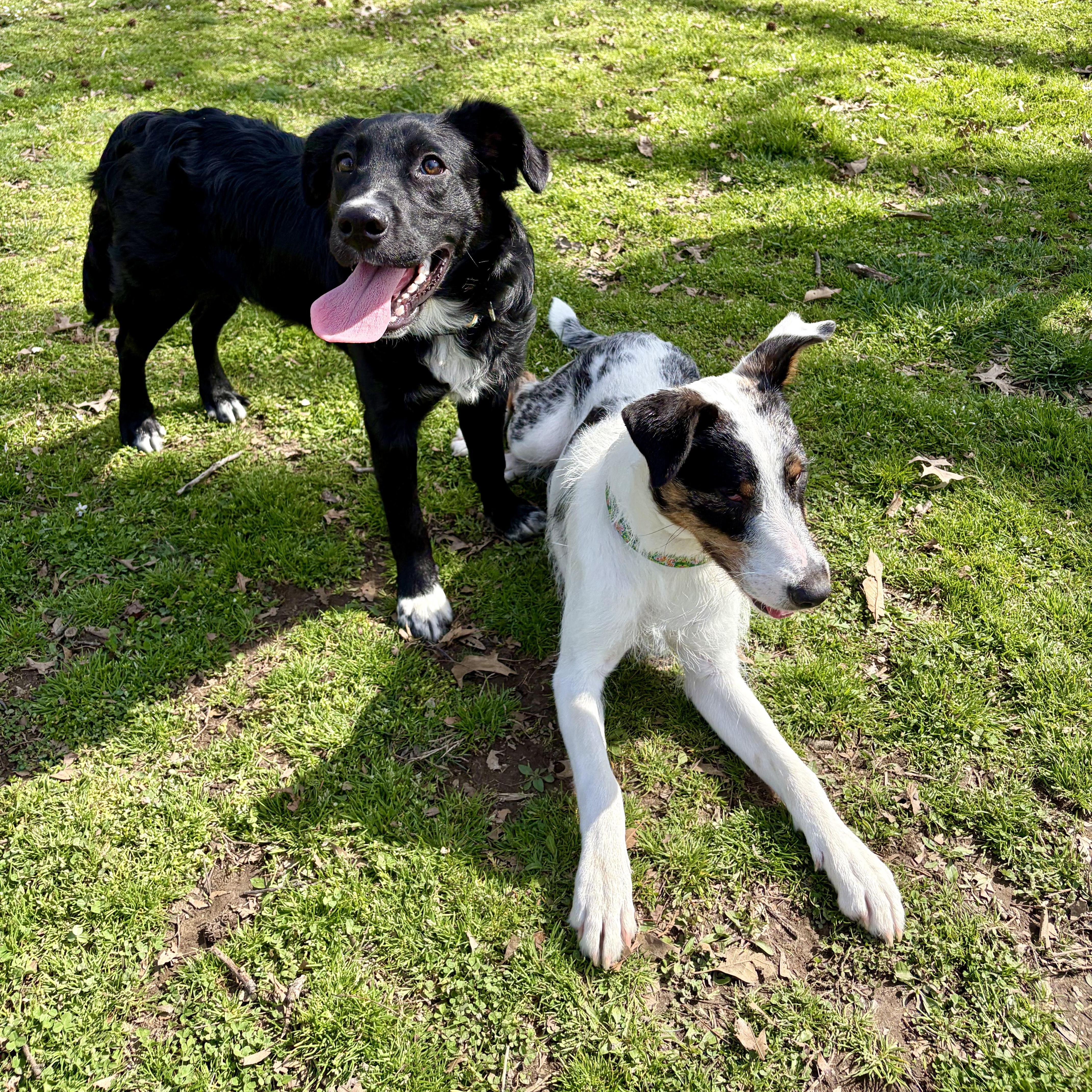 Enlarge Onyx, a ADOPTABLE mixed breed in Murphysboro, IL image 6/6