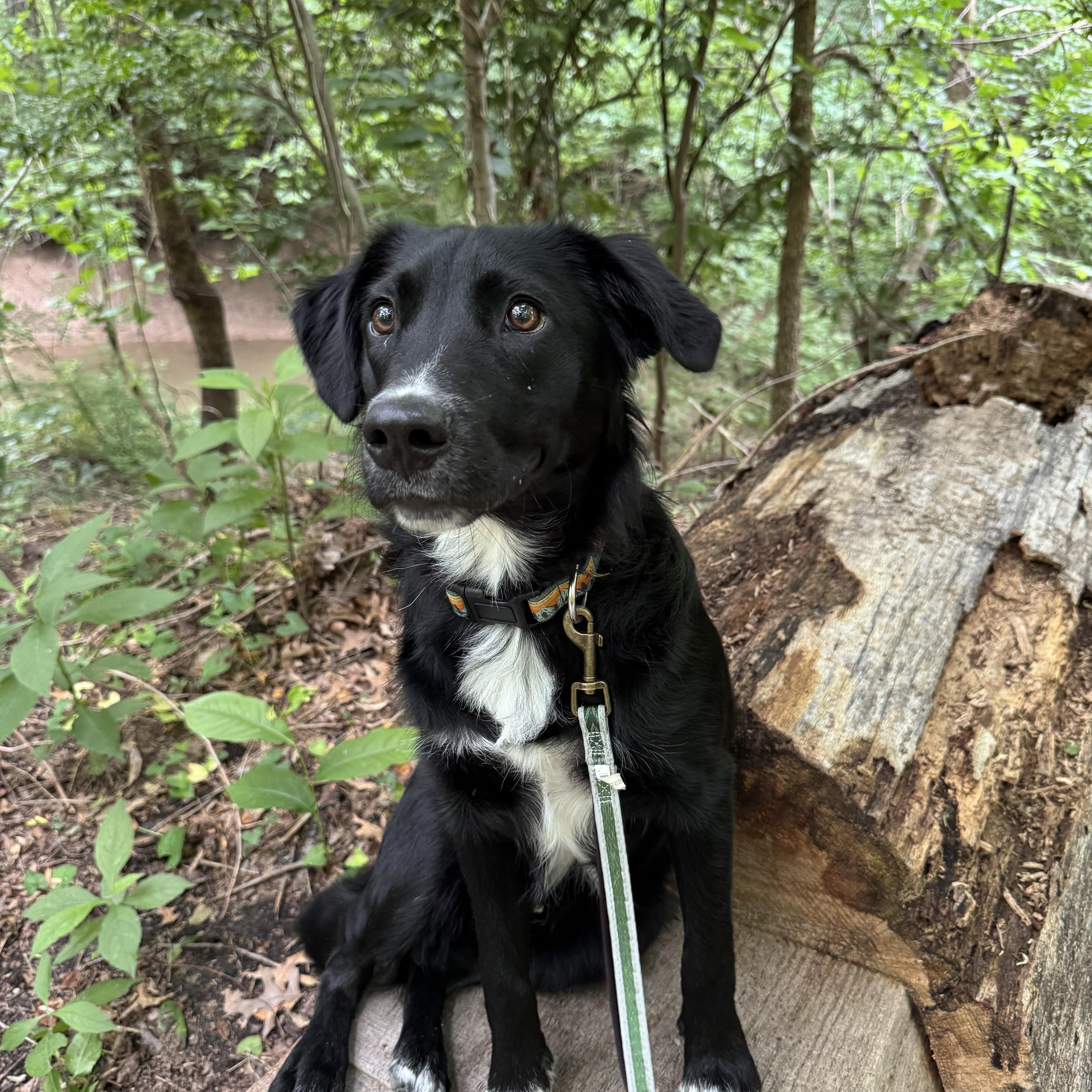 Enlarge Onyx, a ADOPTABLE mixed breed in Murphysboro, IL image 3/6