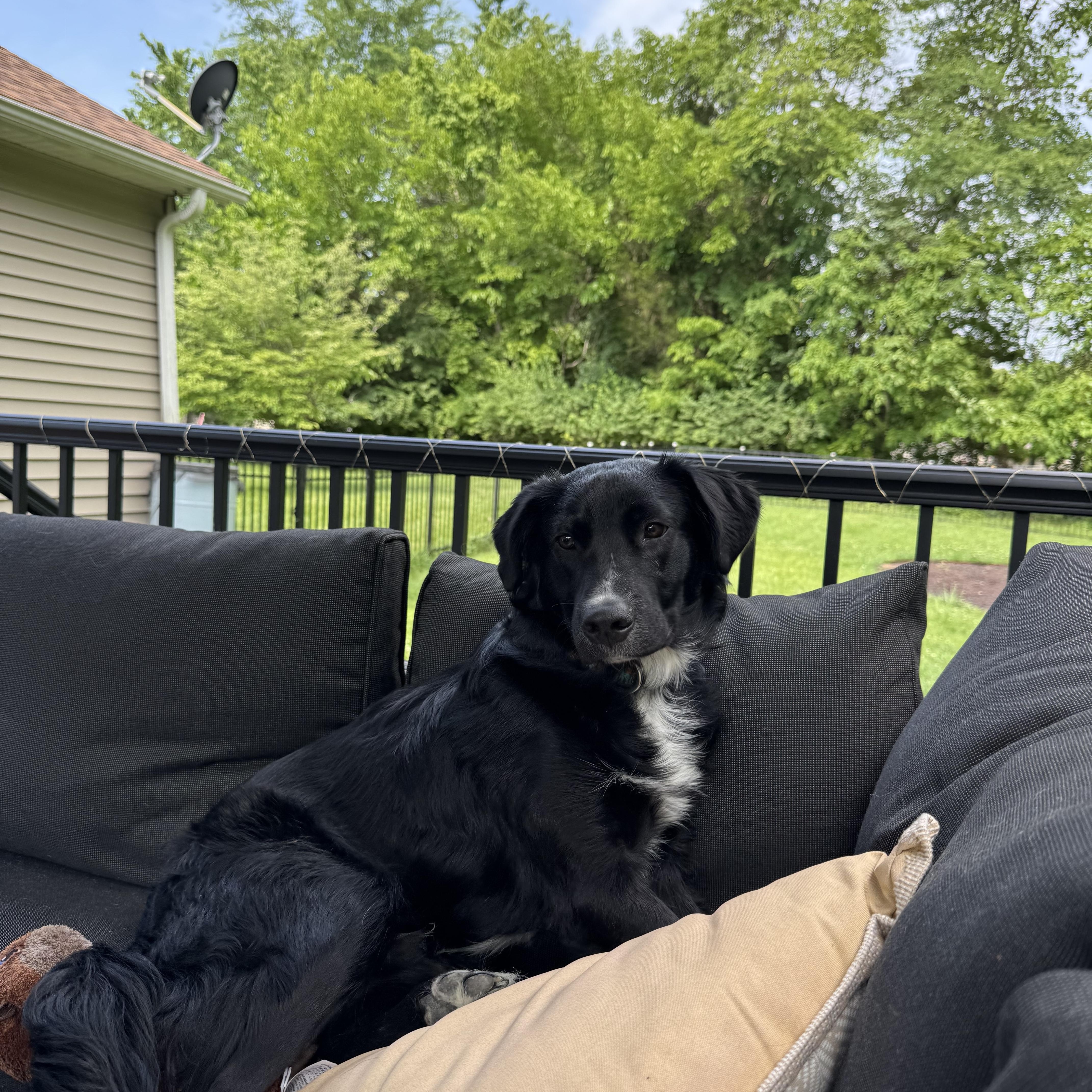 Enlarge Onyx, a ADOPTABLE mixed breed in Murphysboro, IL image 5/6