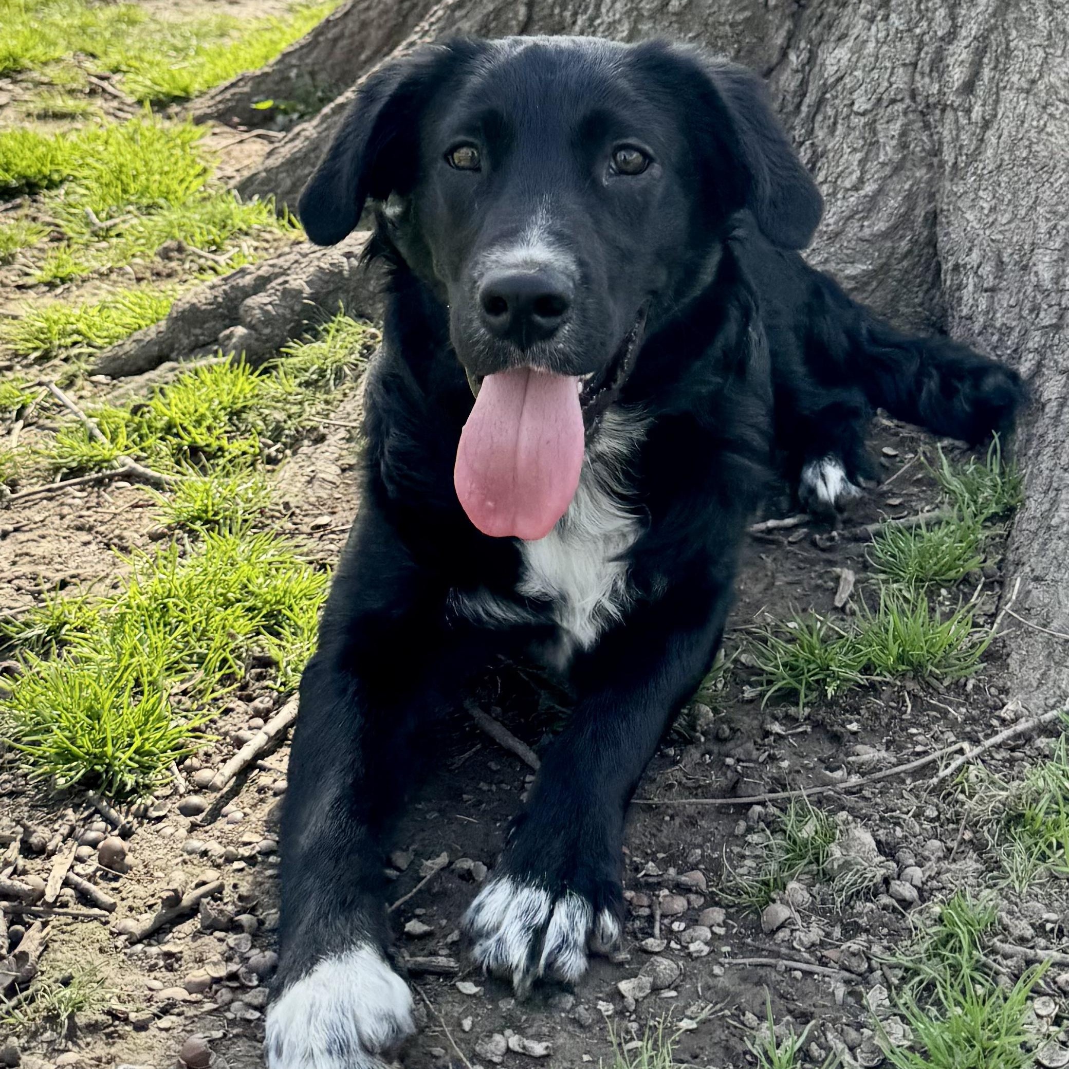 Enlarge Onyx, a ADOPTABLE mixed breed in Murphysboro, IL image 3/6