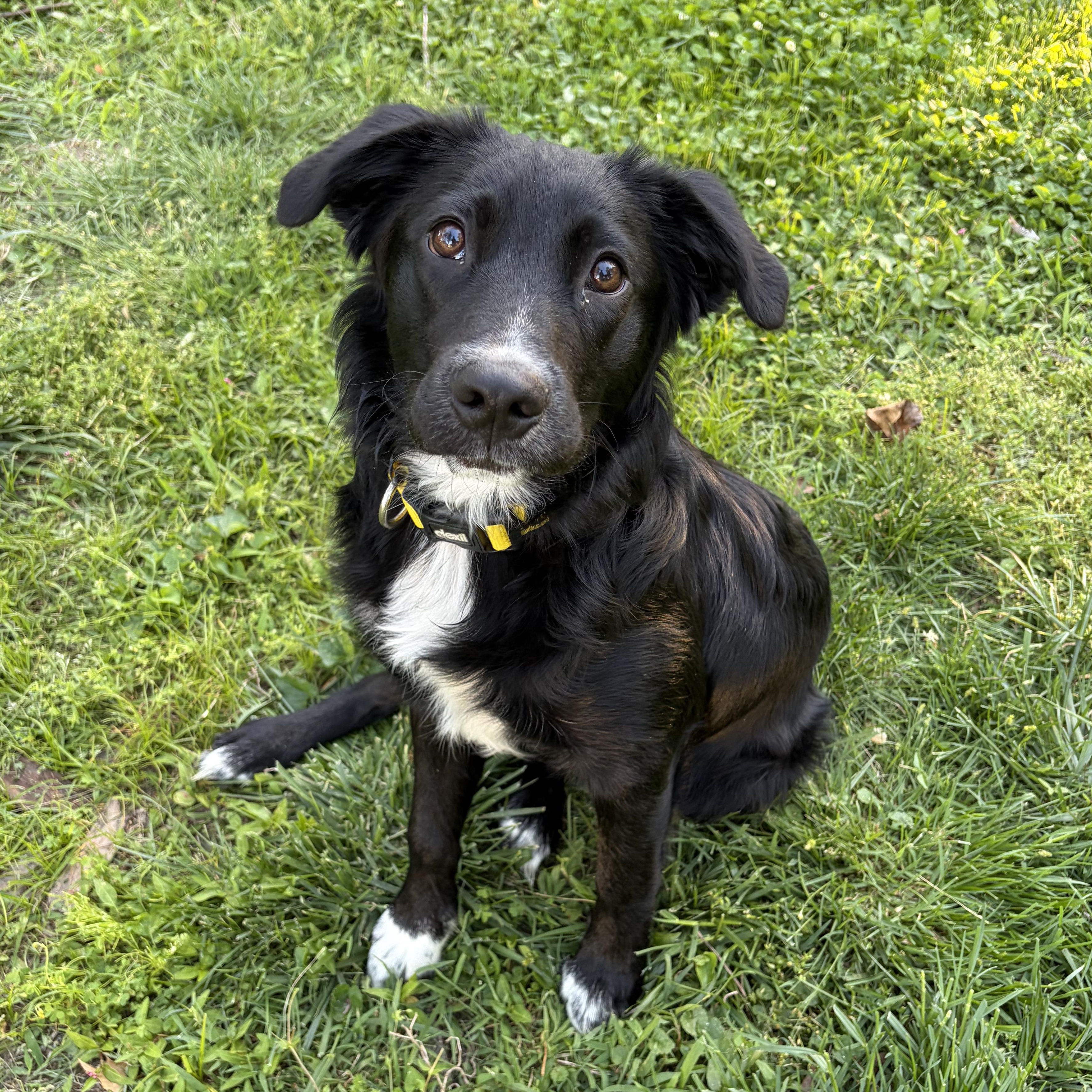 Enlarge Onyx, a ADOPTABLE mixed breed in Murphysboro, IL image 2/6