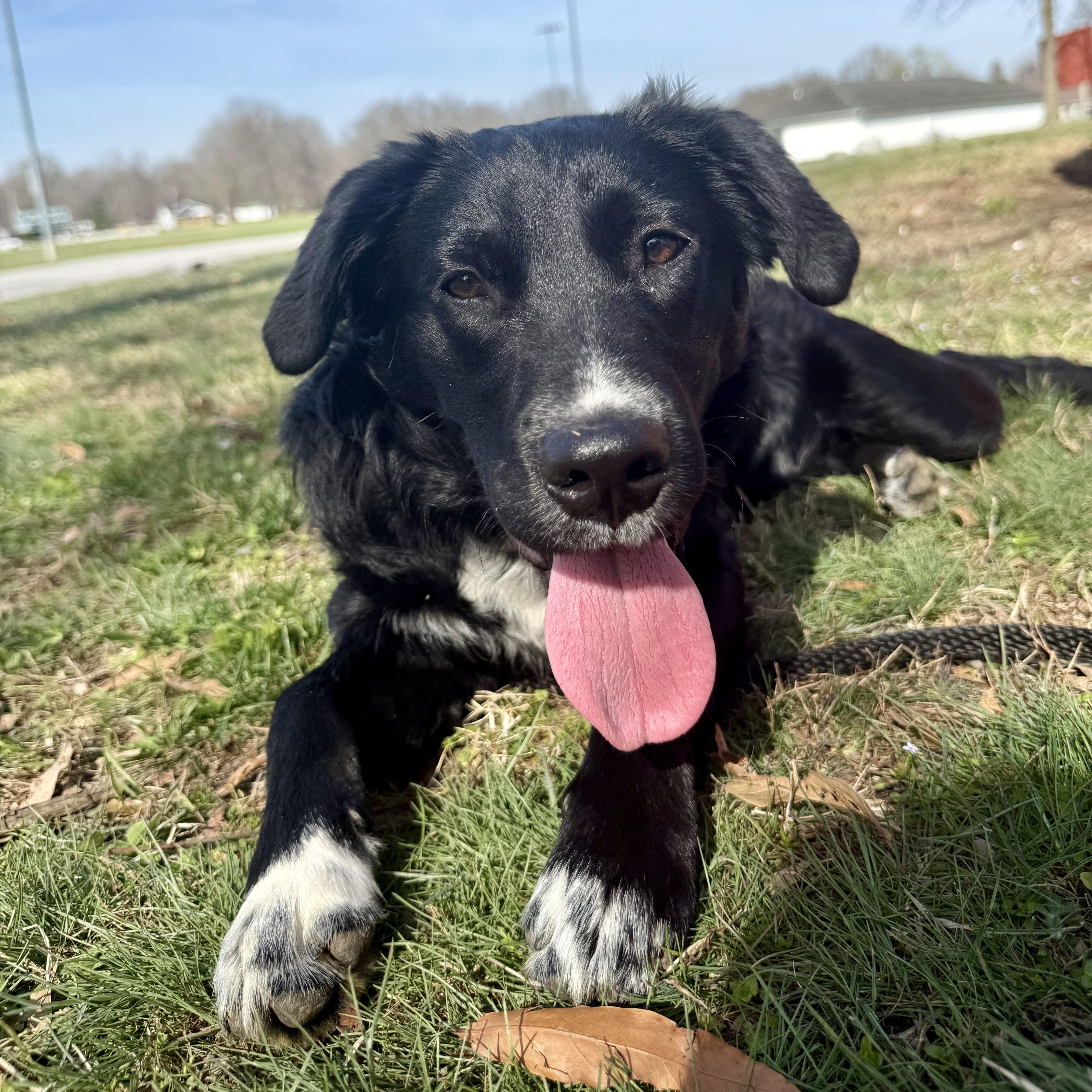 Enlarge Onyx, a ADOPTABLE mixed breed in Murphysboro, IL image 1/6