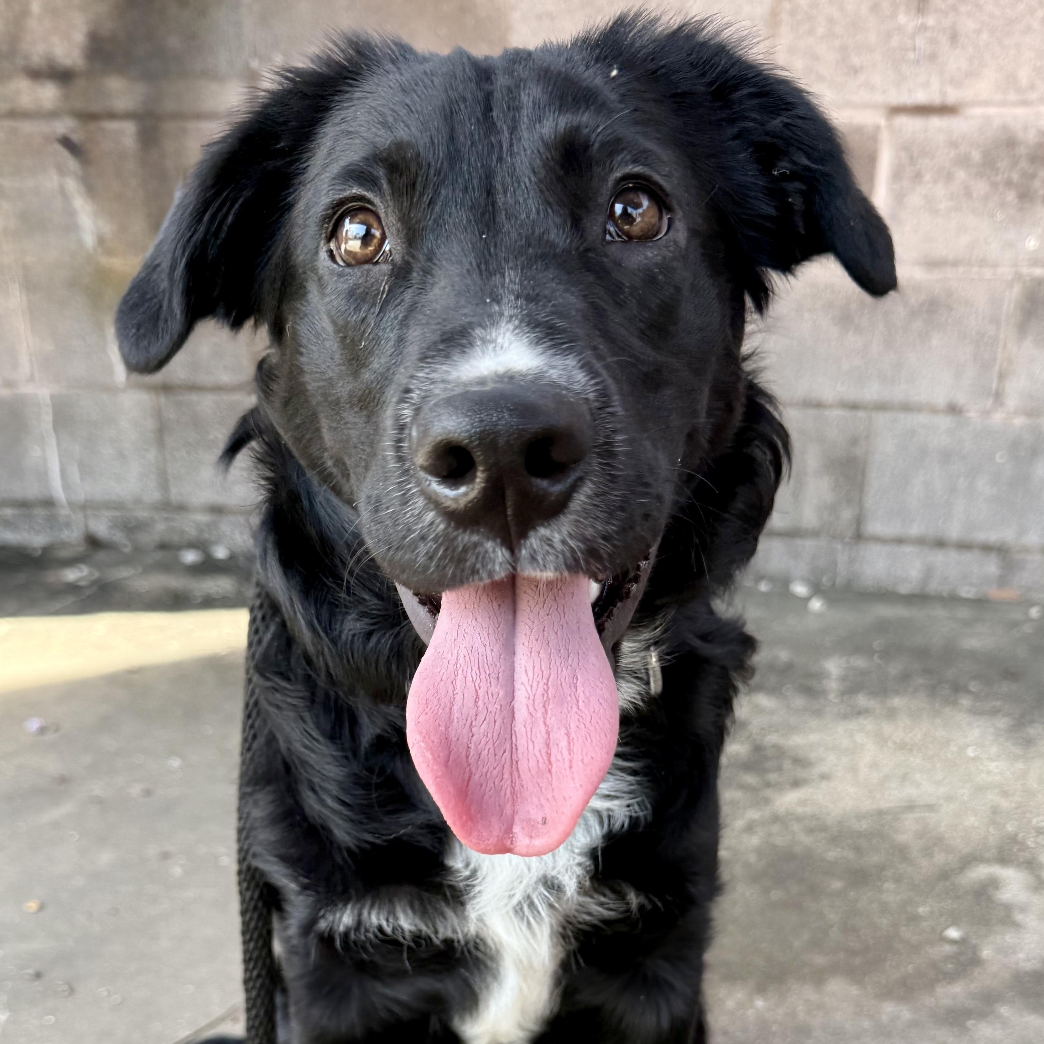 Enlarge Onyx, a ADOPTABLE mixed breed in Murphysboro, IL image 5/6