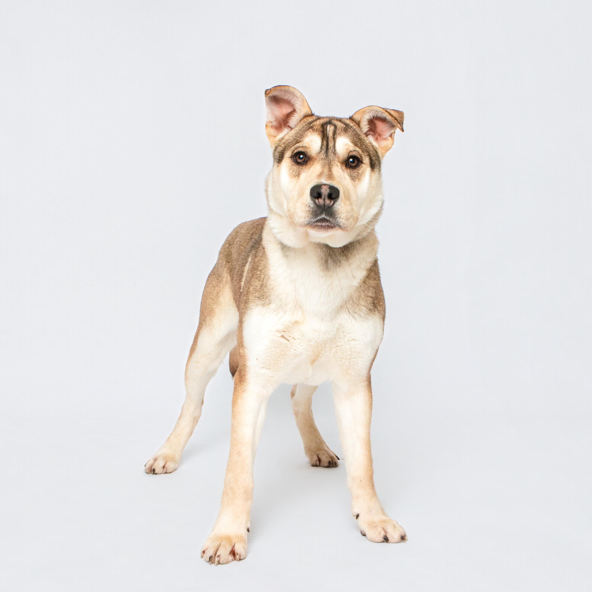 Enlarge Ted, an adopted mixed breed in Grand Forks, ND image 2/2