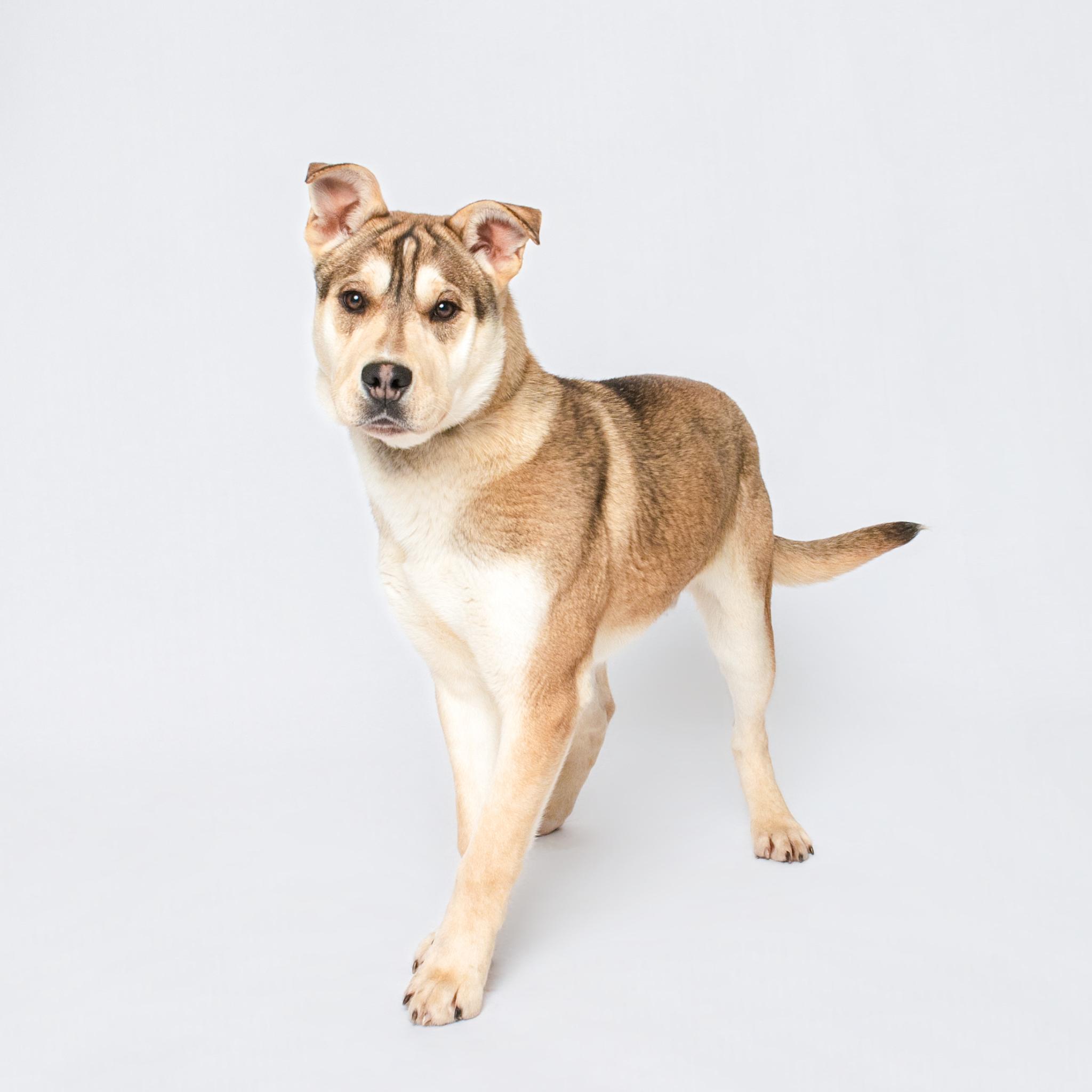 Ted, adopted, Adult Male Shepherd.