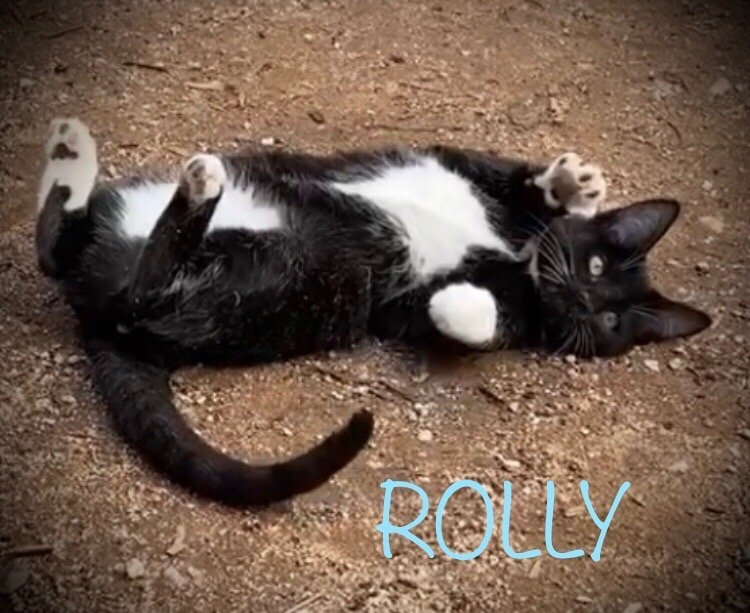 Rolly, a Adopted Tuxedo in Oro Valley, AZ image 1/2