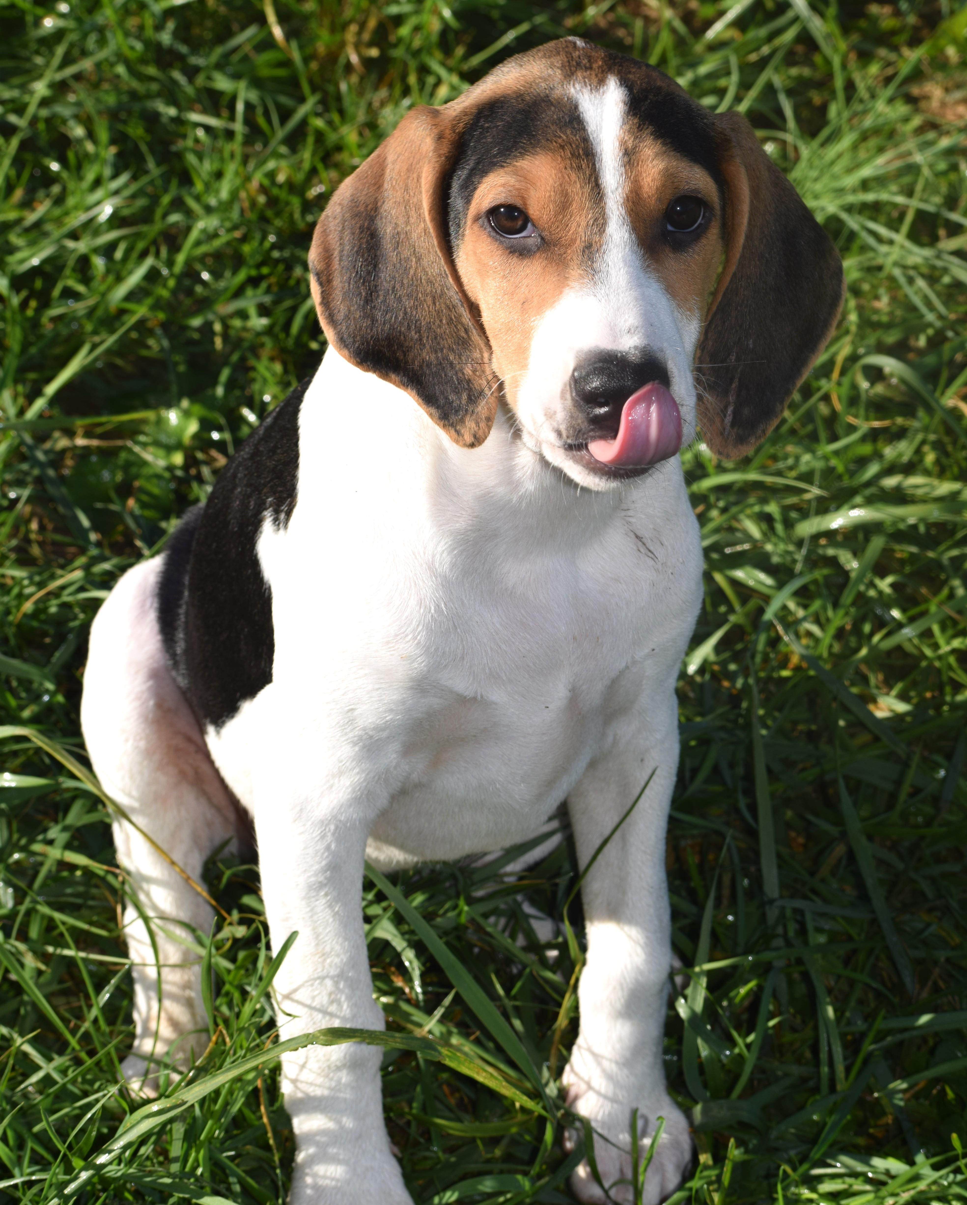 Kalea-Available www.lhar.dog to apply, Adoptable, Puppy Female Hound.