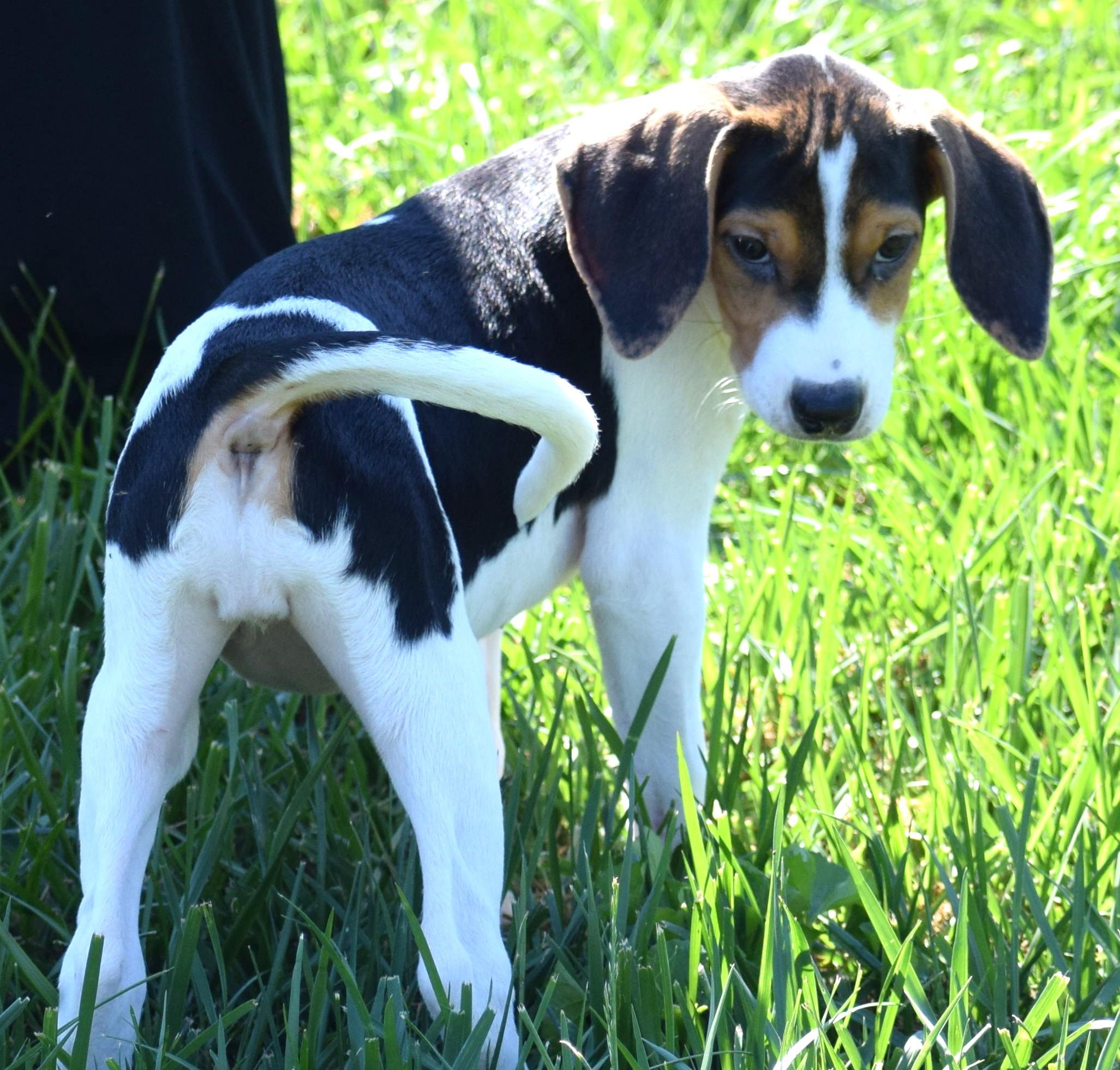 Enlarge Kalea-Available www.lhar.dog to apply, a Adoptable mixed breed in Frederick, MD image 2/6