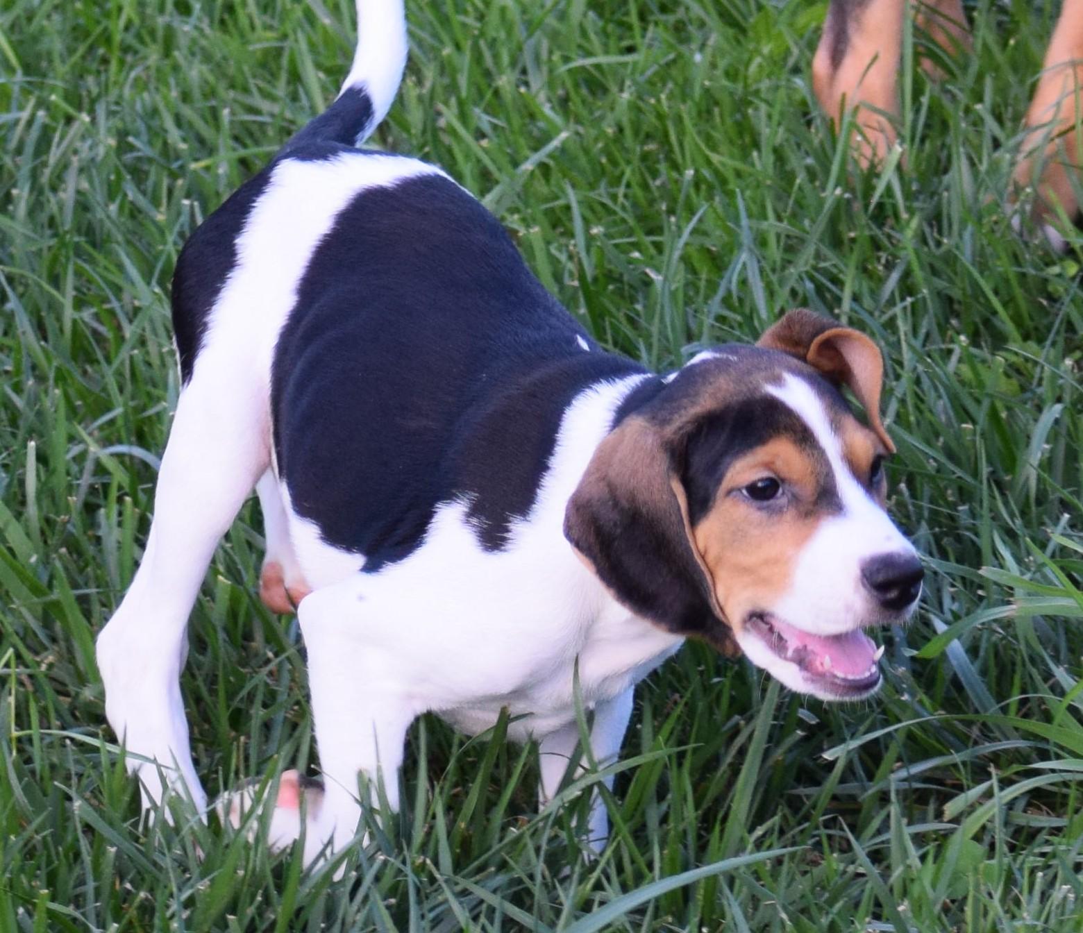 Enlarge Kalea-Available www.lhar.dog to apply, a Adoptable mixed breed in Frederick, MD image 4/6