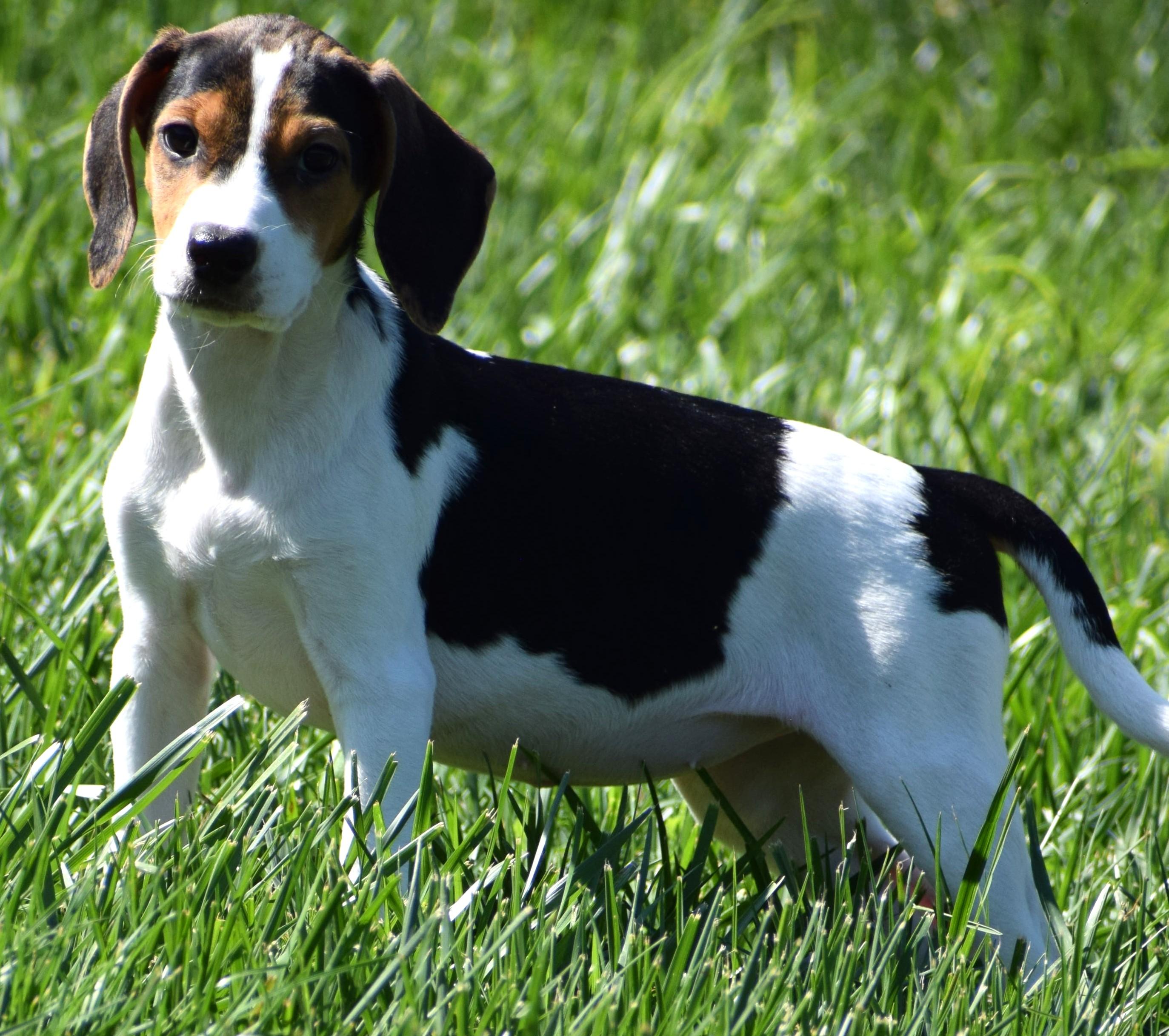 Enlarge Kalea-Available www.lhar.dog to apply, a Adoptable mixed breed in Frederick, MD image 1/6