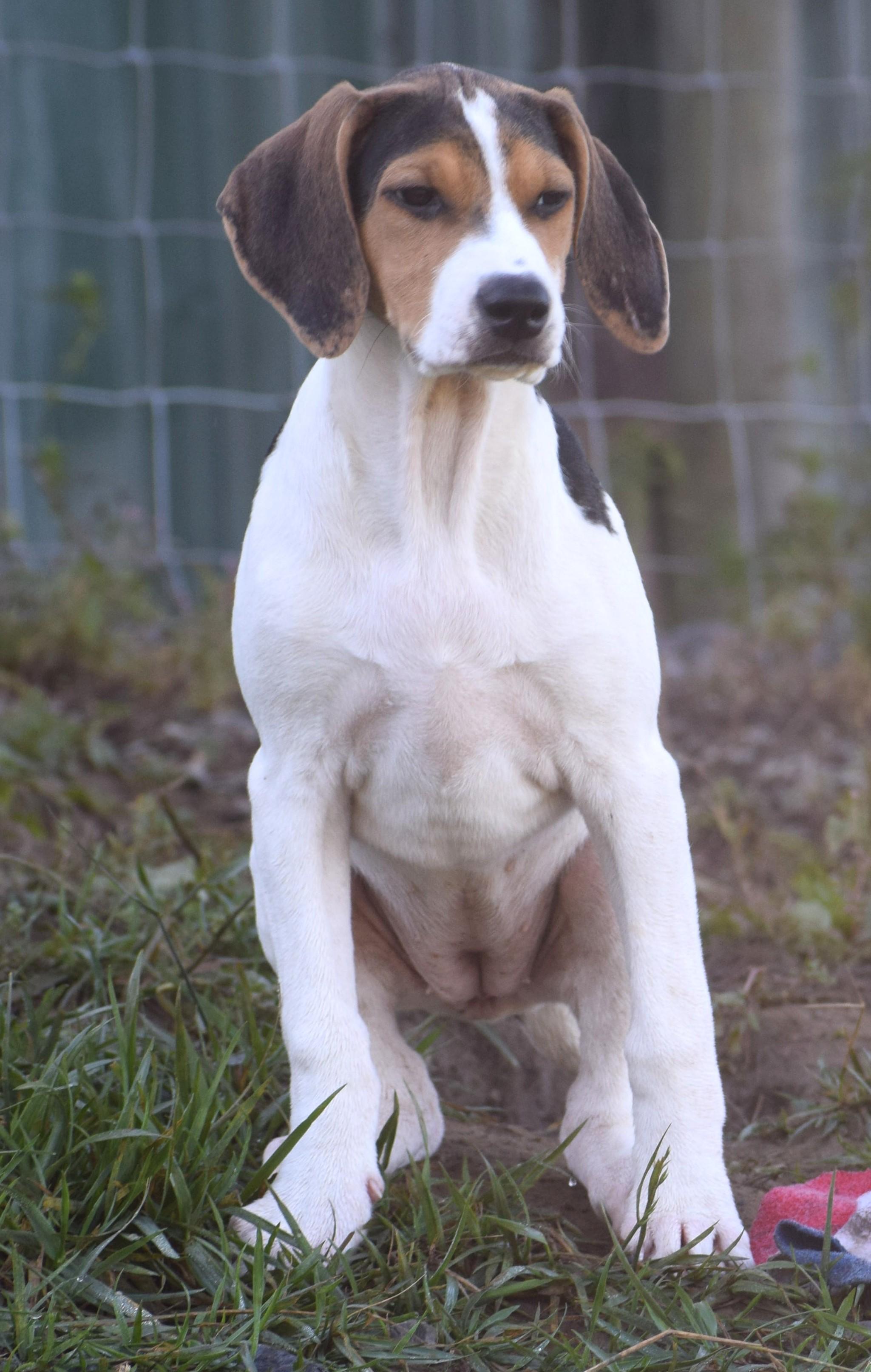 Enlarge Kalea-Available www.lhar.dog to apply, a Adoptable mixed breed in Frederick, MD image 5/5