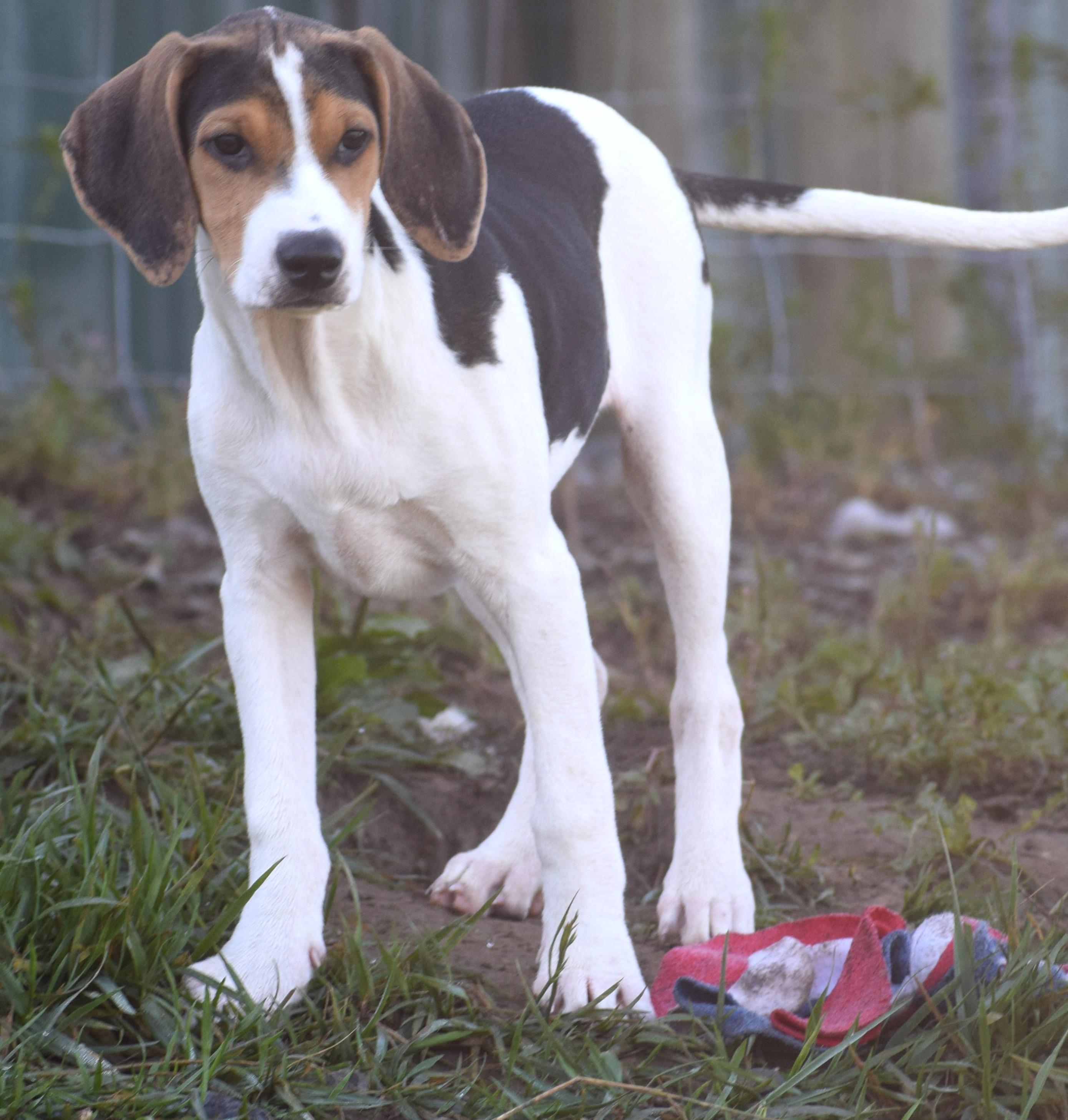 Enlarge Kalea-Available www.lhar.dog to apply, a Adoptable mixed breed in Frederick, MD image 3/5