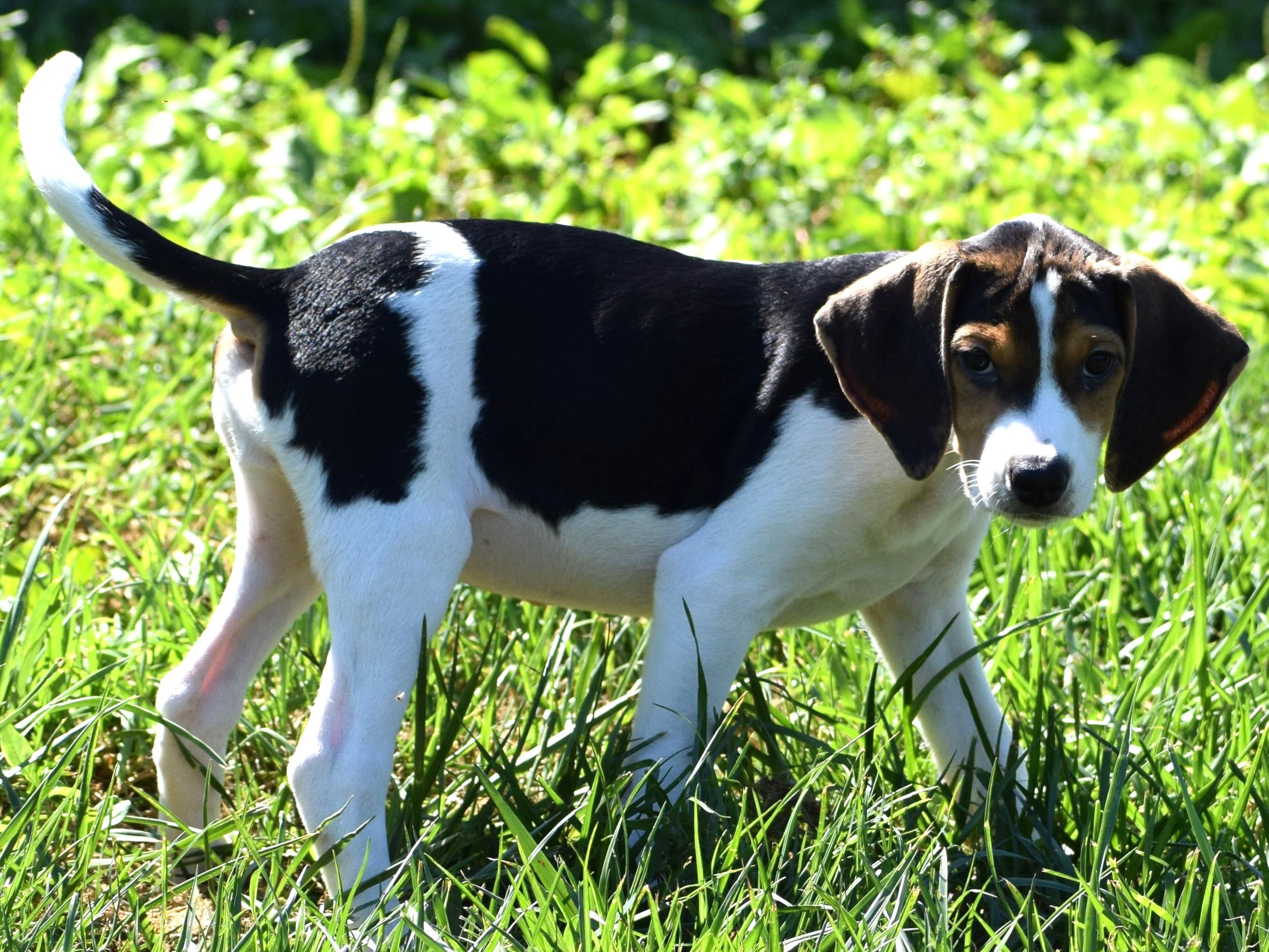 Enlarge Kalea-Available www.lhar.dog to apply, a Adoptable mixed breed in Frederick, MD image 5/6