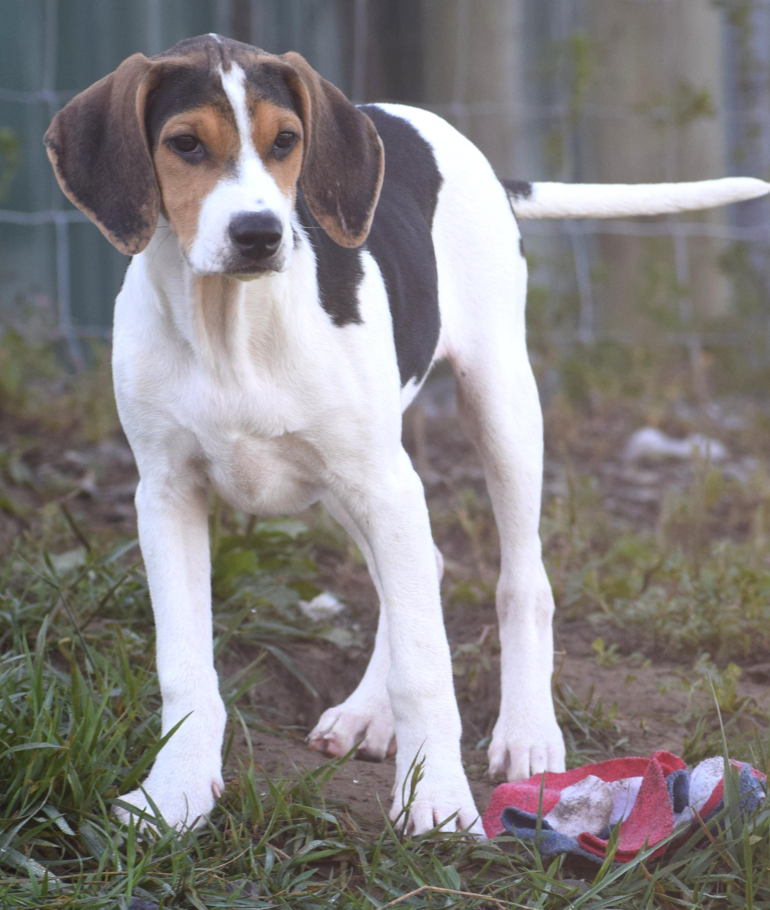 Enlarge Kalea-Available www.lhar.dog to apply, a Adoptable mixed breed in Frederick, MD image 4/5
