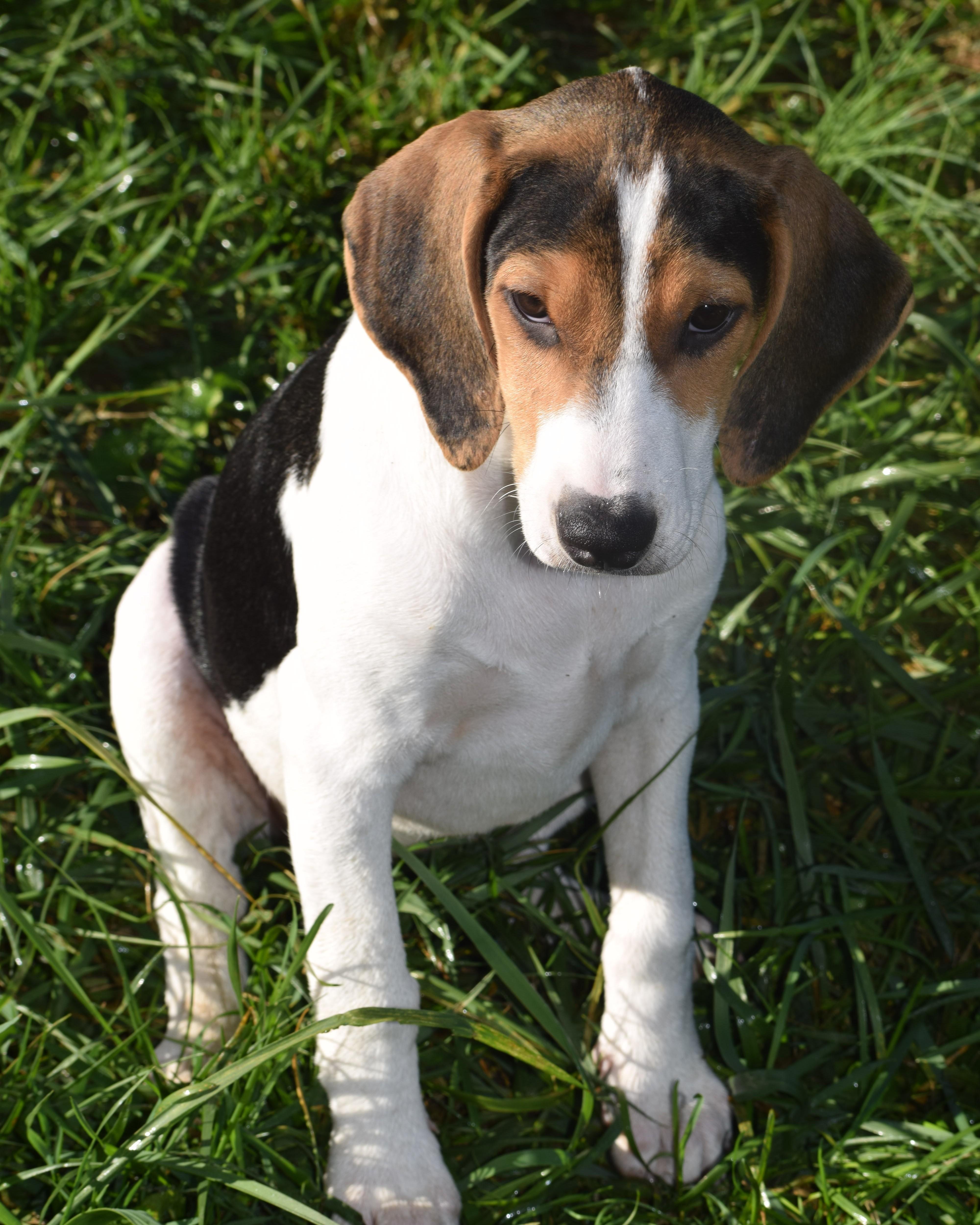 Enlarge Kalea-Available www.lhar.dog to apply, a Adoptable mixed breed in Frederick, MD image 2/5