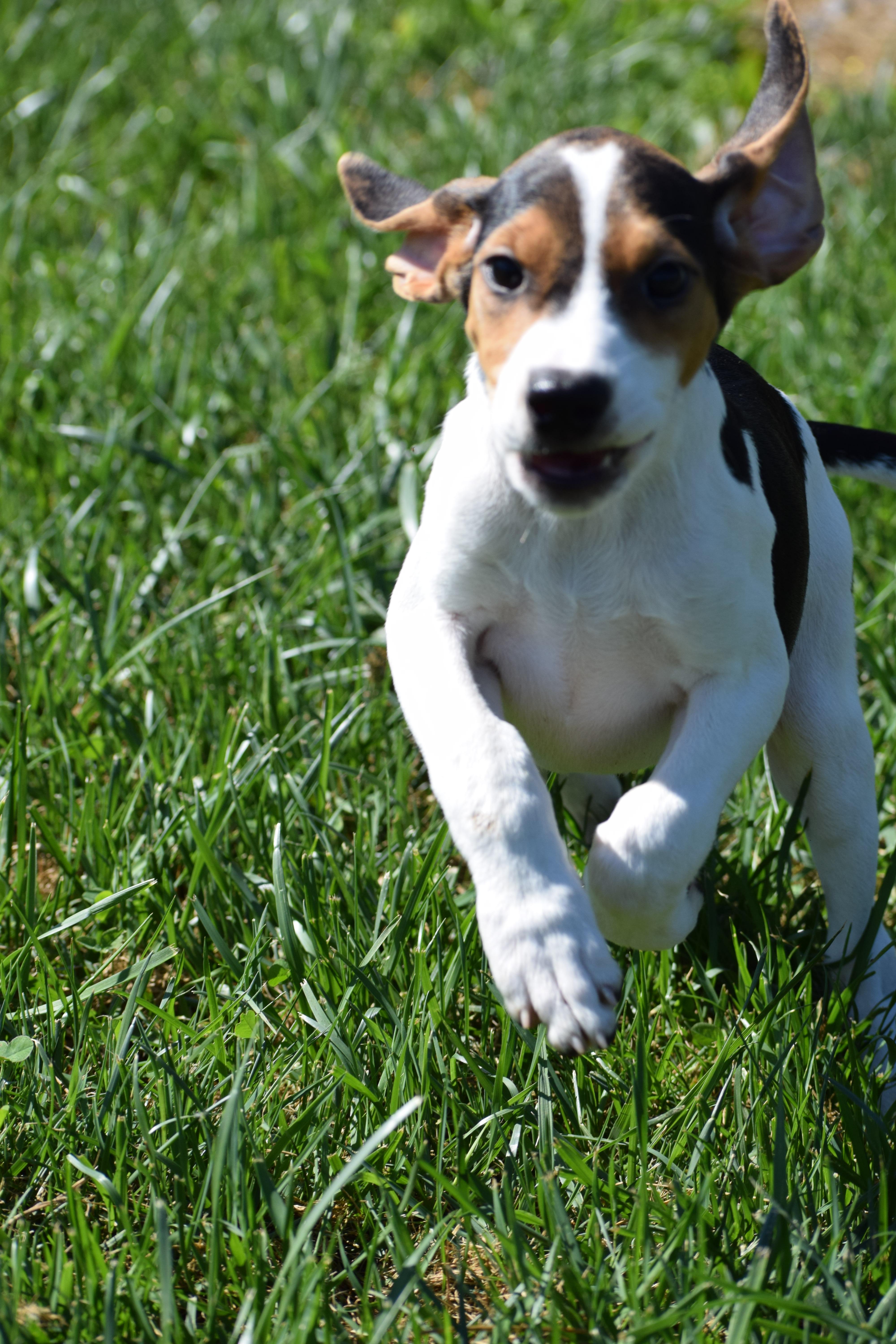 Enlarge Kalea-Available www.lhar.dog to apply, a Adoptable mixed breed in Frederick, MD image 6/6