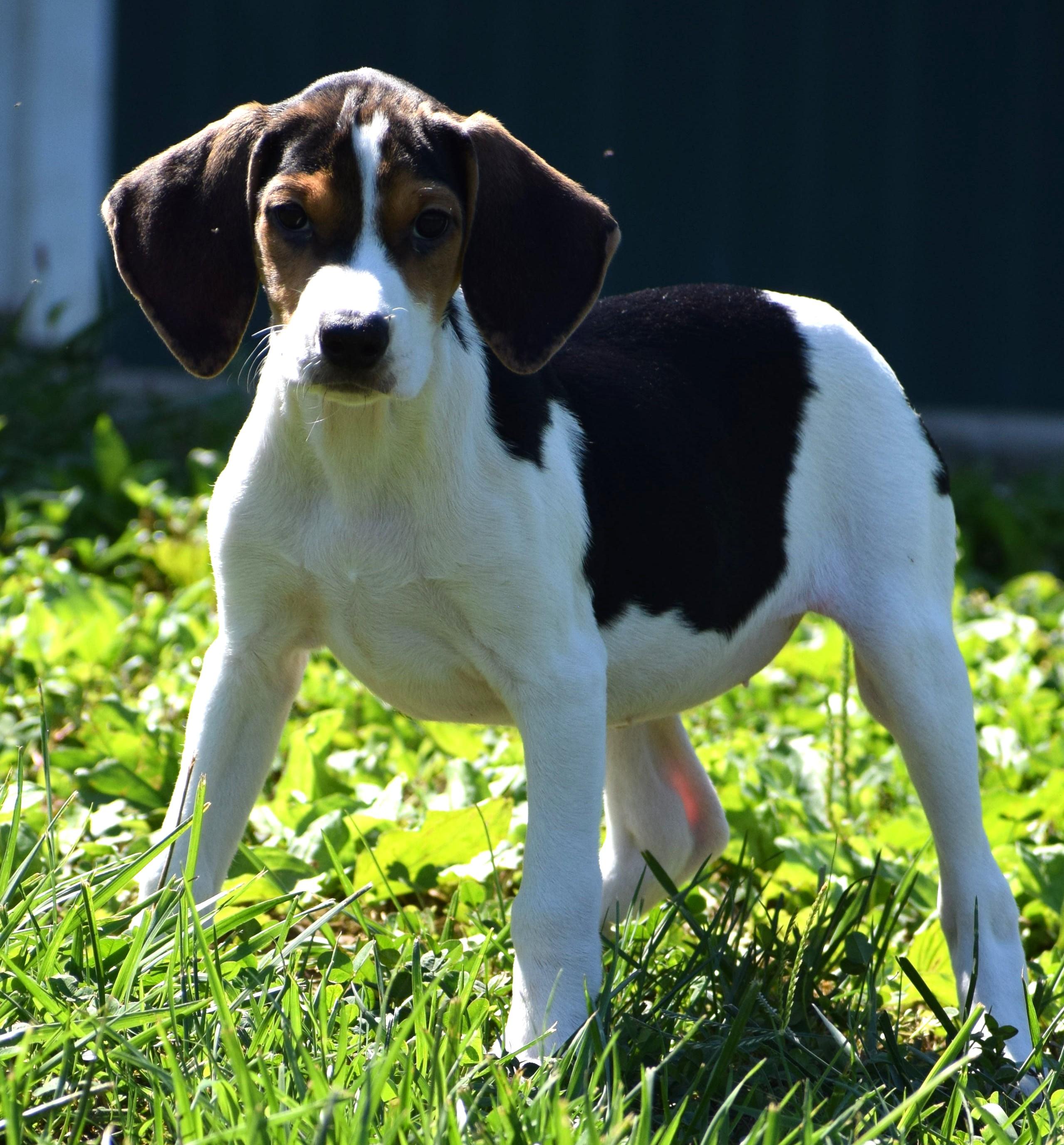 Enlarge Kalea-Available www.lhar.dog to apply, a Adoptable mixed breed in Frederick, MD image 3/6