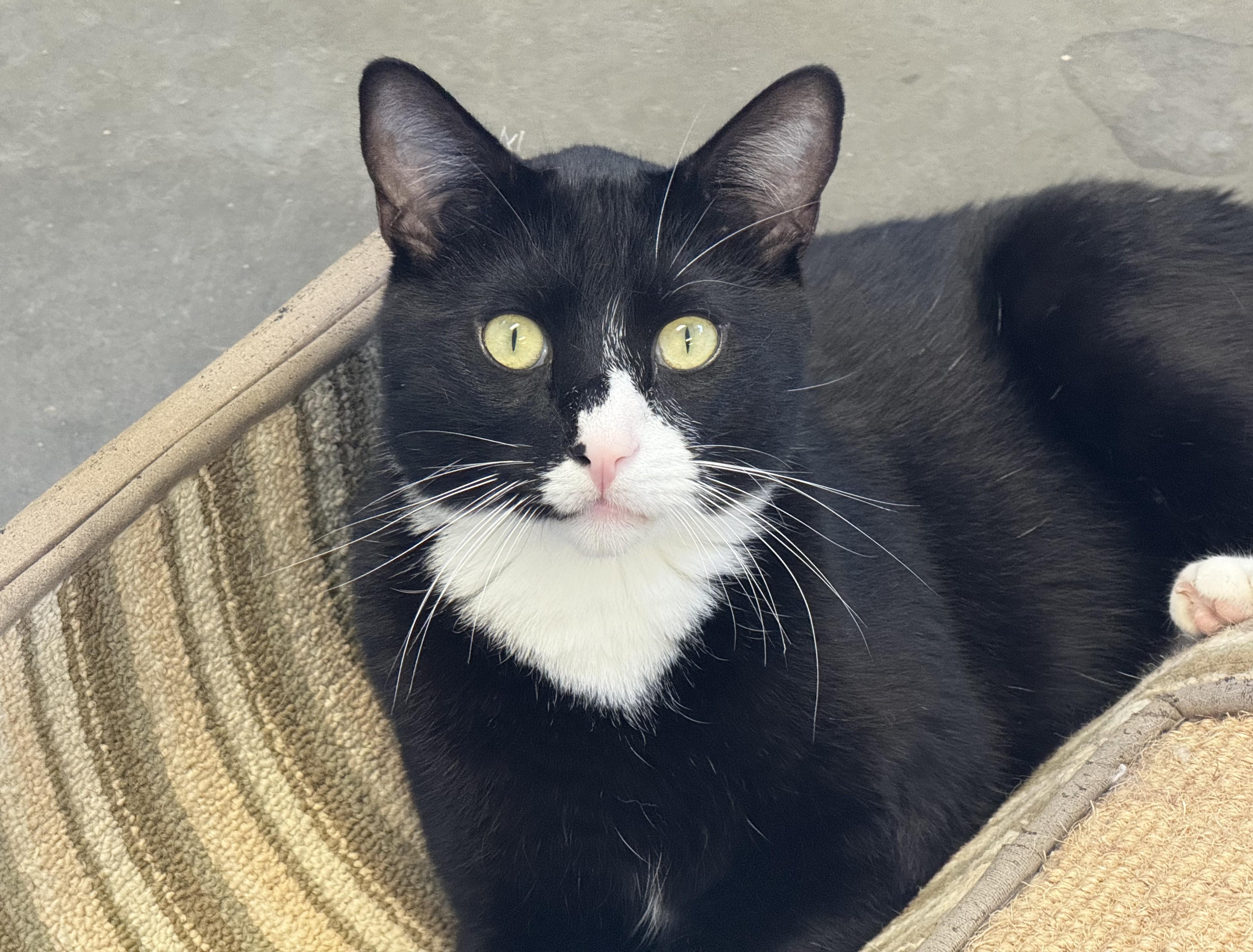 Vincent, an adoptable Tabby Mix in Pierre, SD_image-1