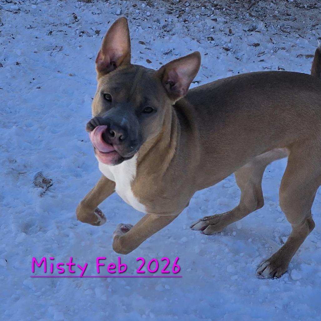 Enlarge Misty (Coopers Corner), a Adoptable mixed breed in Lenoir, NC image 1/4
