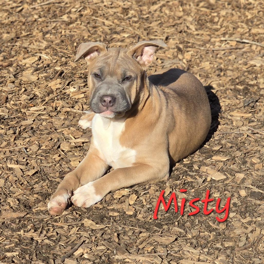 Misty (Coopers Corner), Adoptable, Puppy Female Shar-Pei & Feist.